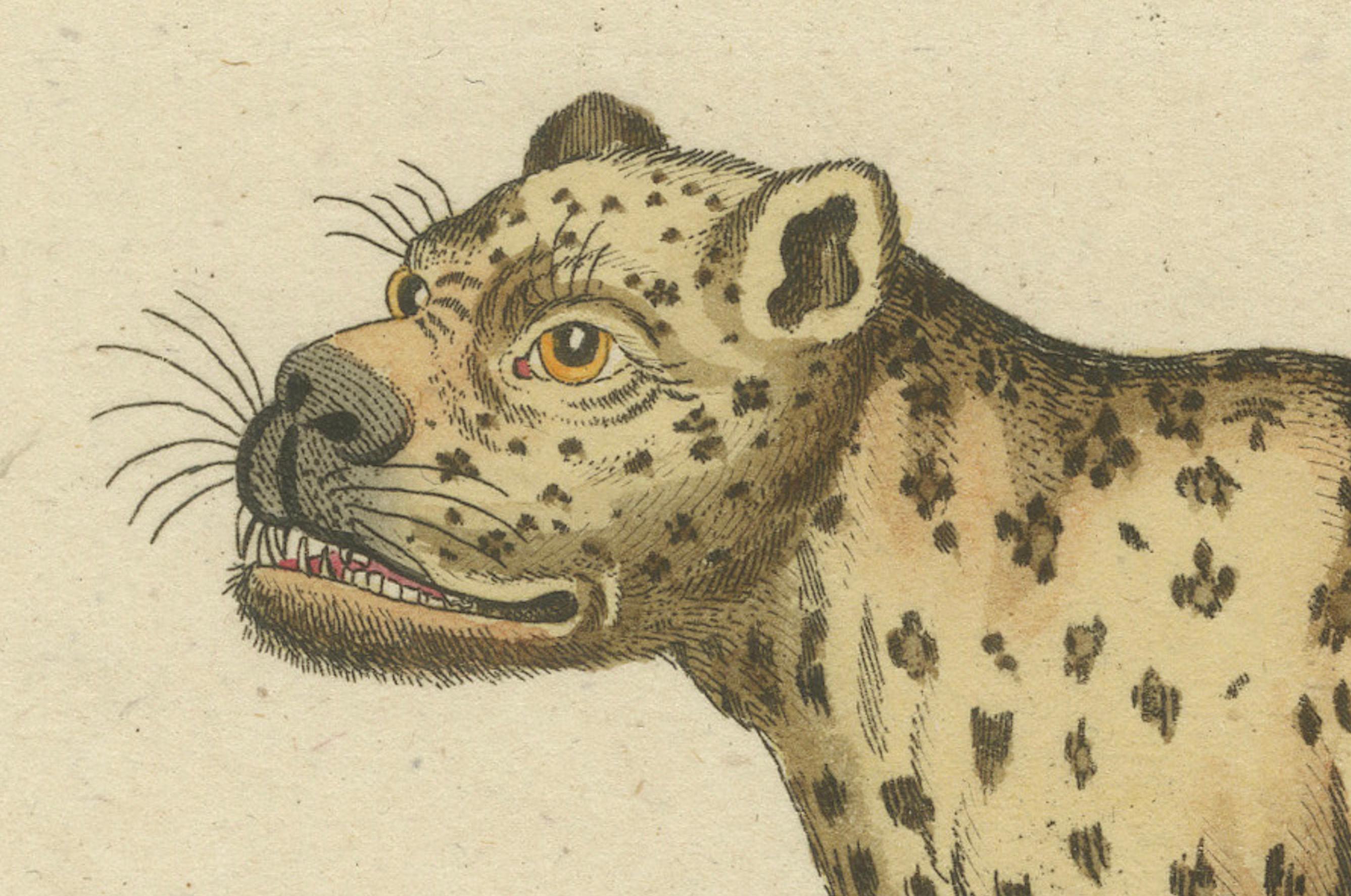 Ilustraciones de Historia Natural: Anfibios, Reptiles y Mamíferos, 1793 Papel en venta