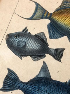 Natural history lithograph, 4 tropical fish - Plate 32 - P. Oudart & C. Motte