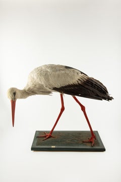 Naturgeschichte Mount: Weißstorch (Ciconia ciconia) 21 "H
