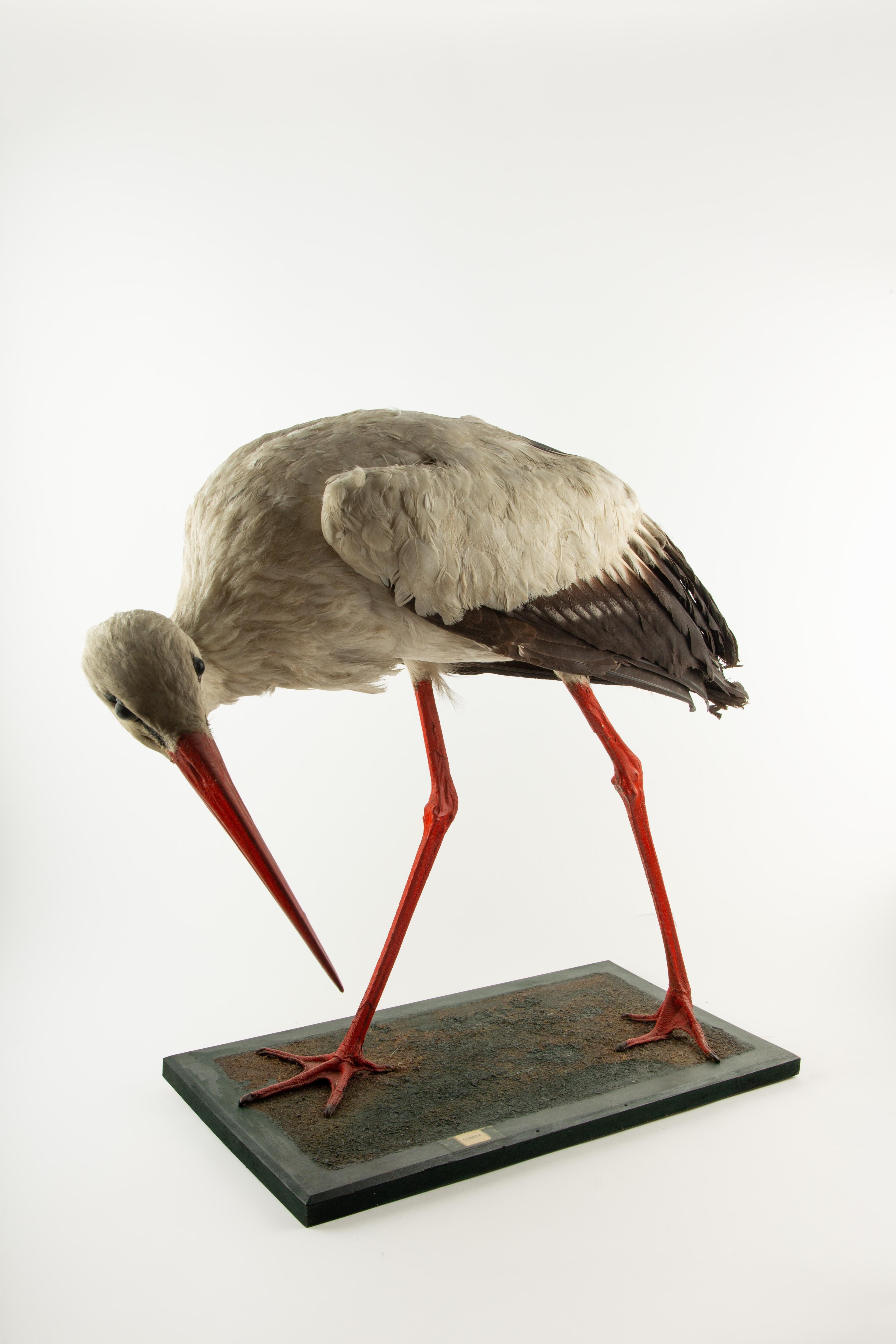 Monture d'histoire naturelle : Cigogne blanche (Ciconia ciconia) 21 