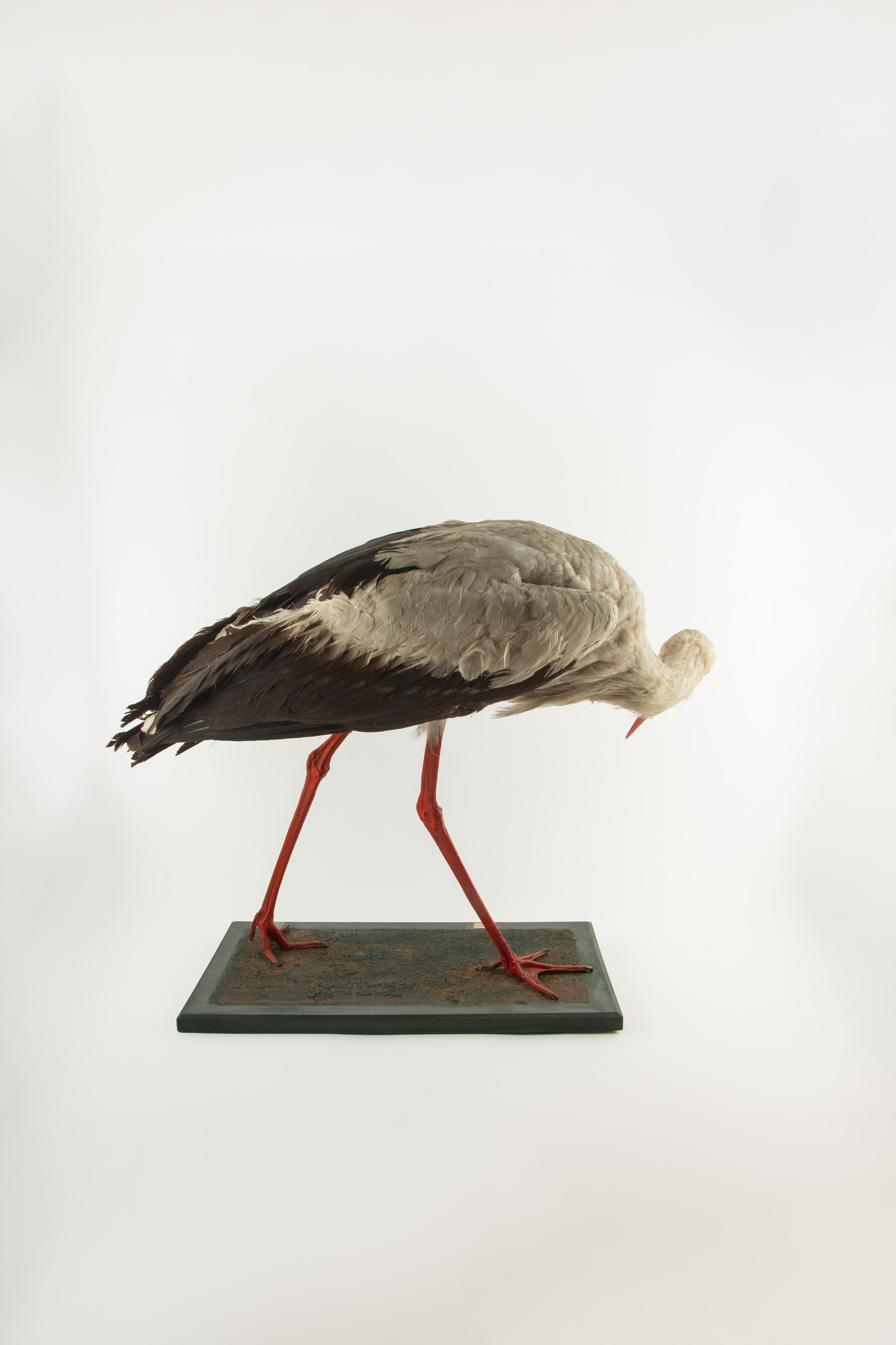 20ième siècle Monture d'histoire naturelle : Cigogne blanche (Ciconia ciconia) 21 