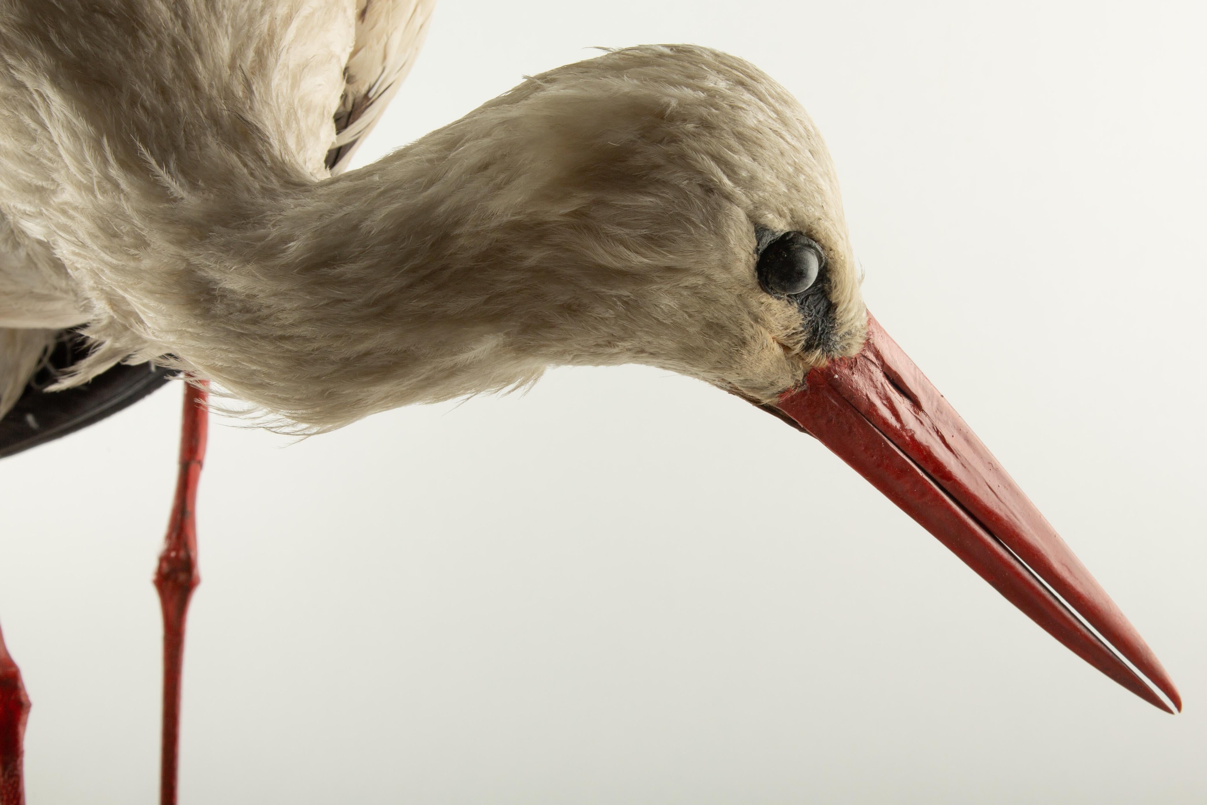 Plumes Monture d'histoire naturelle : Cigogne blanche (Ciconia ciconia) 21 