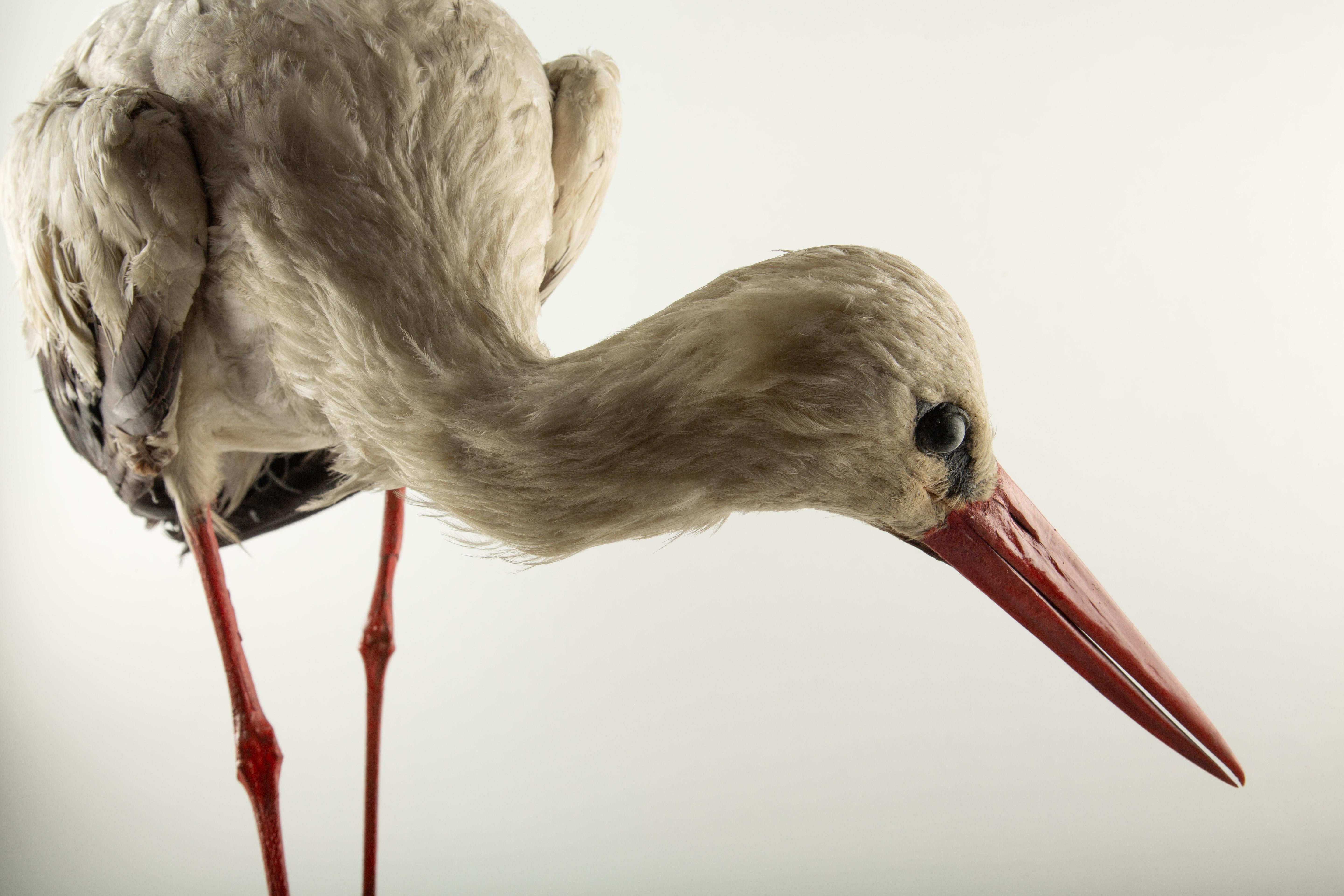 Monture d'histoire naturelle : Cigogne blanche (Ciconia ciconia) 21 