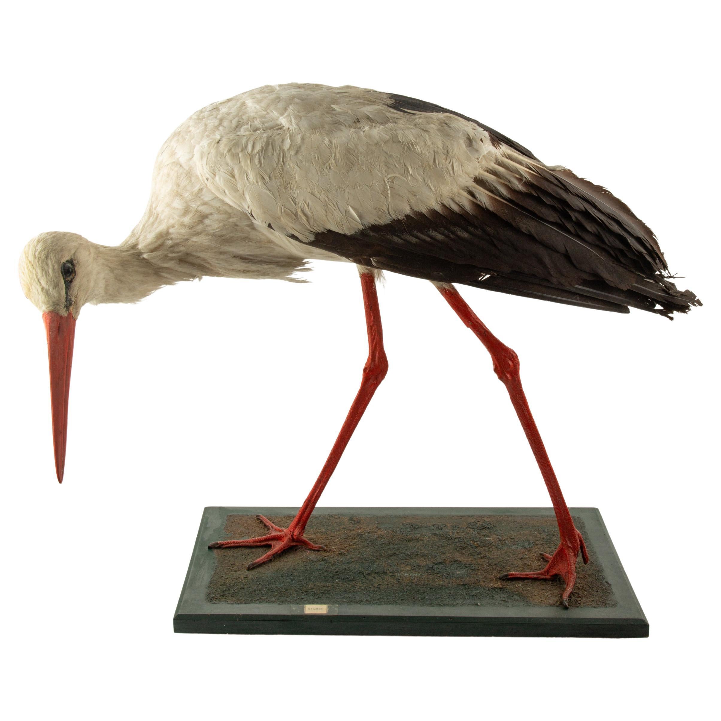 Monture d
histoire naturelle : Cigogne blanche (Ciconia ciconia) 21 "H.