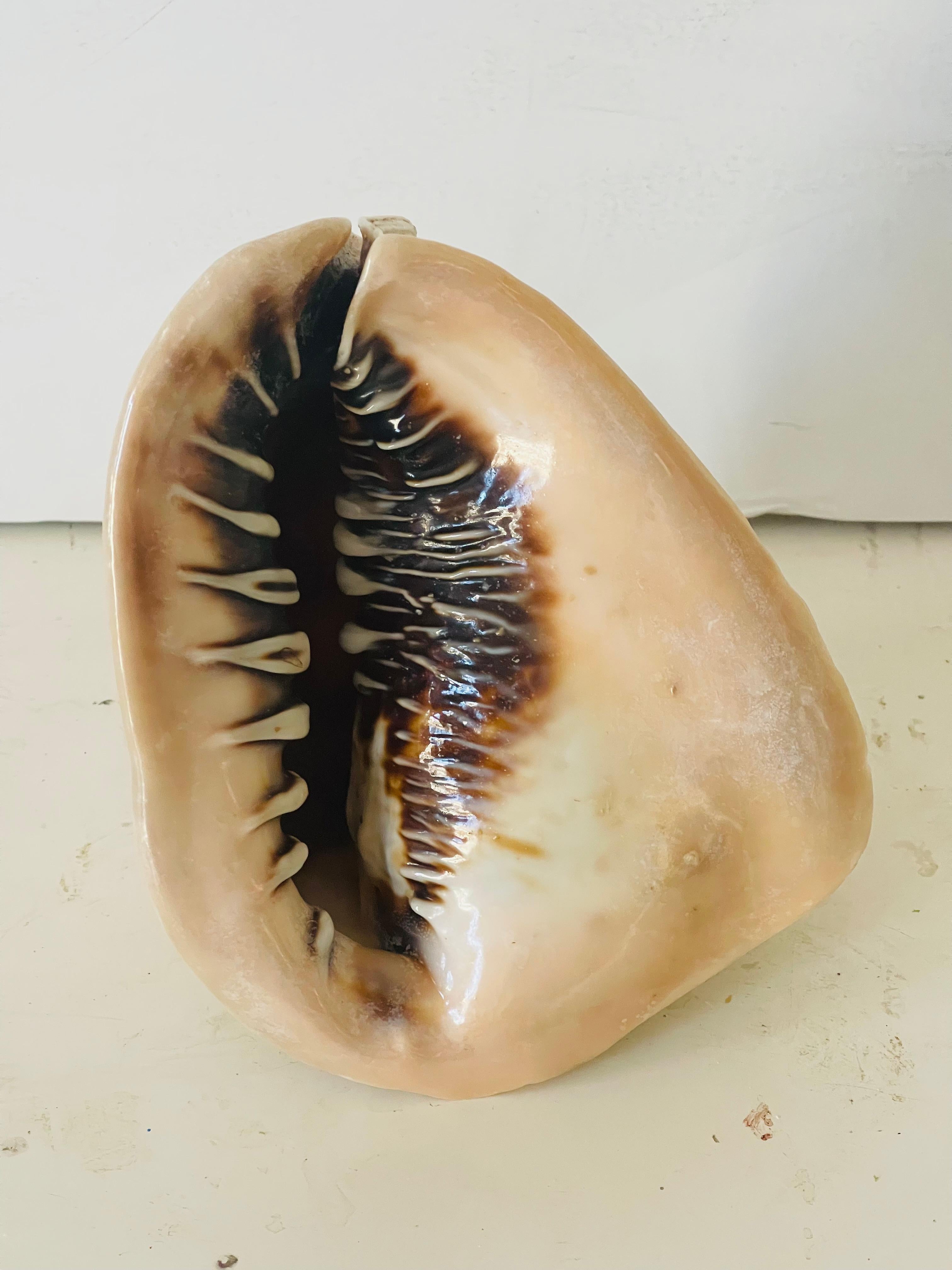 Conchiglia organica moderna di storia naturale di grandi dimensioni da collezione o da arredamento costiero.
