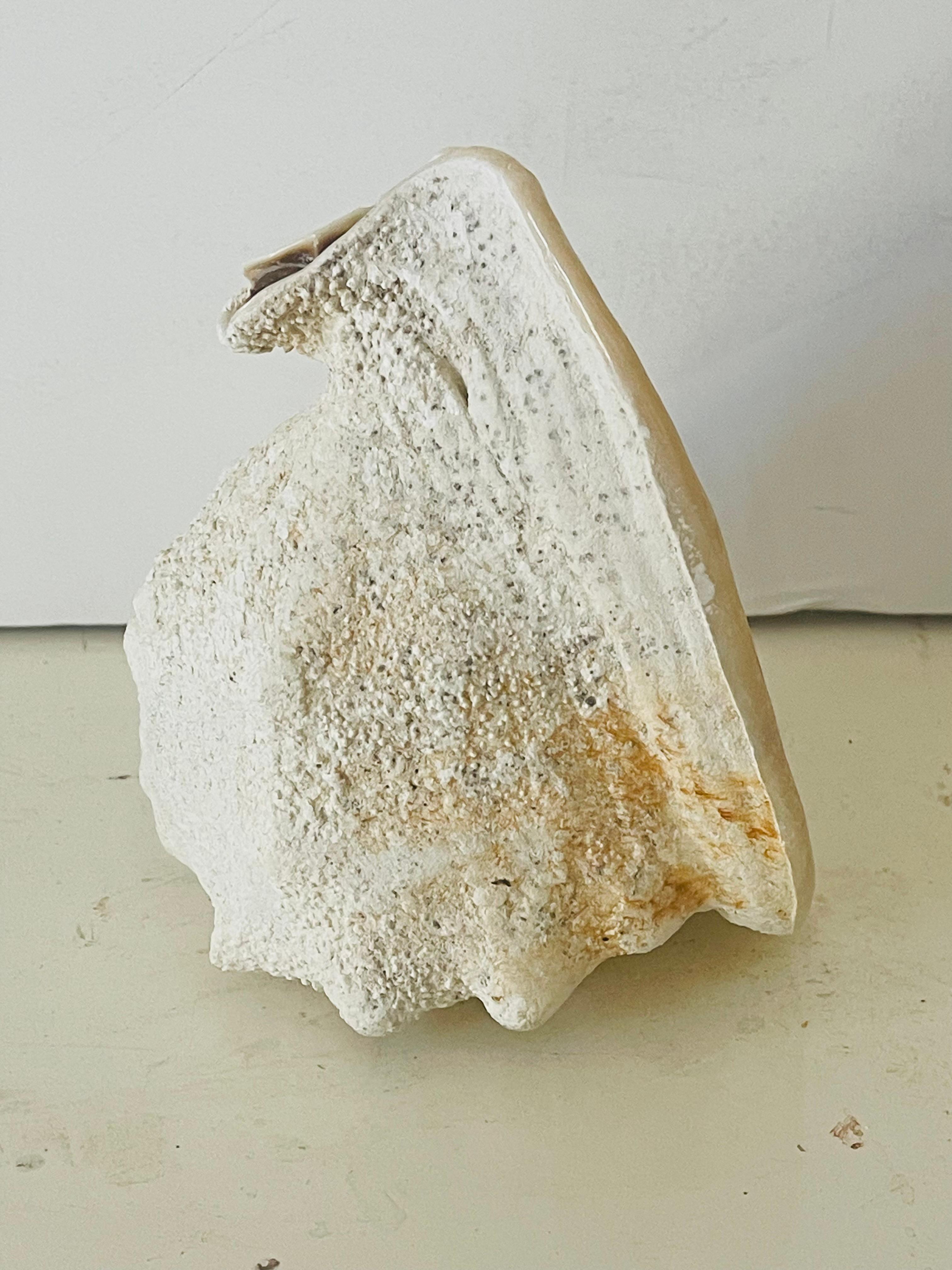 Americano Esemplari di conchiglie marine di Nature Specimen Taxidermy in vendita
