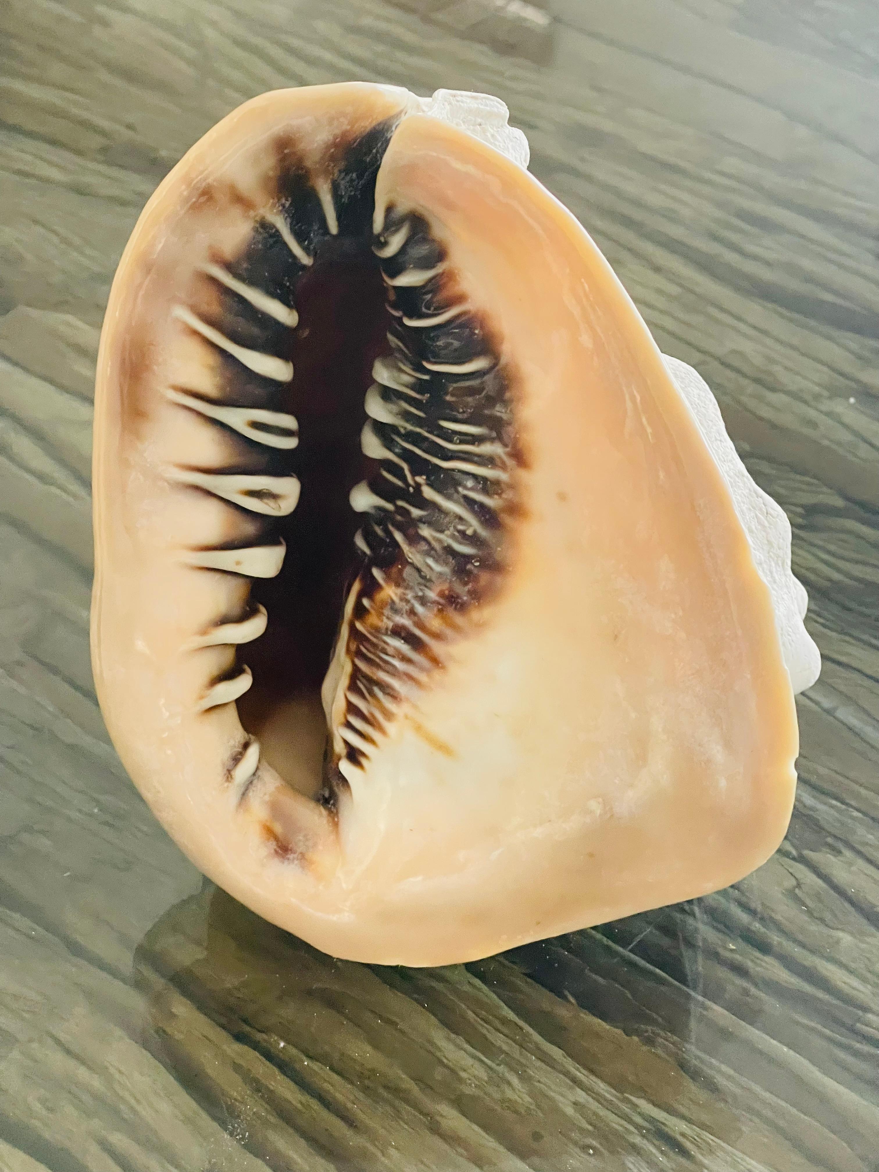 Esemplari di conchiglie marine di Nature Specimen Taxidermy In condizioni buone in vendita a Boca Raton, FL