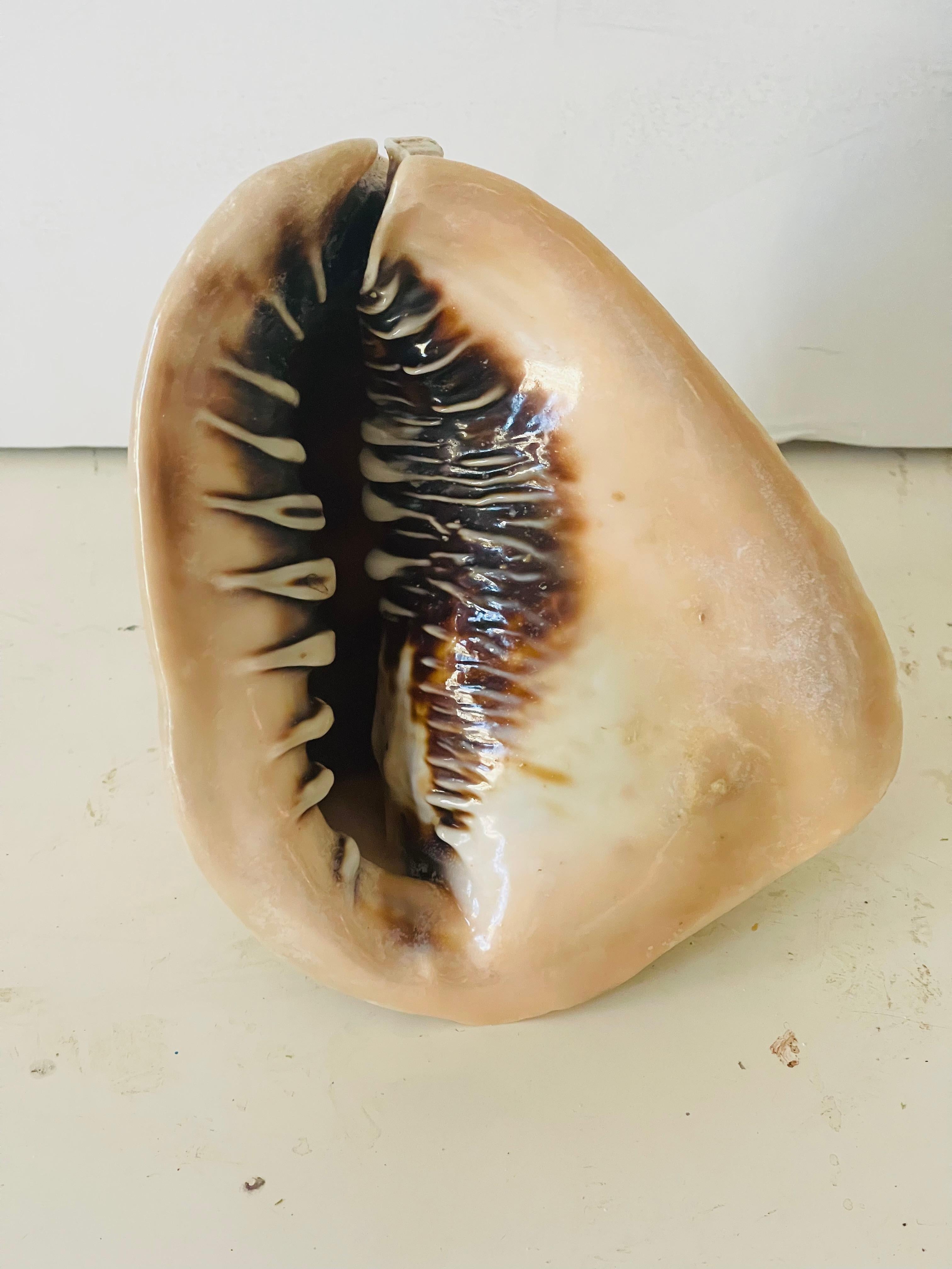 Historia Natural Taxidermia de Conchas Marinas