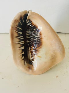 Natural History Sea Shell Specimen Taxidermy
