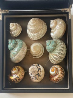 Natural History Specimen Sea Shell Collection in Box