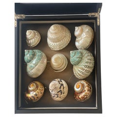 Natural History Specimen Sea Shell Collection in Box