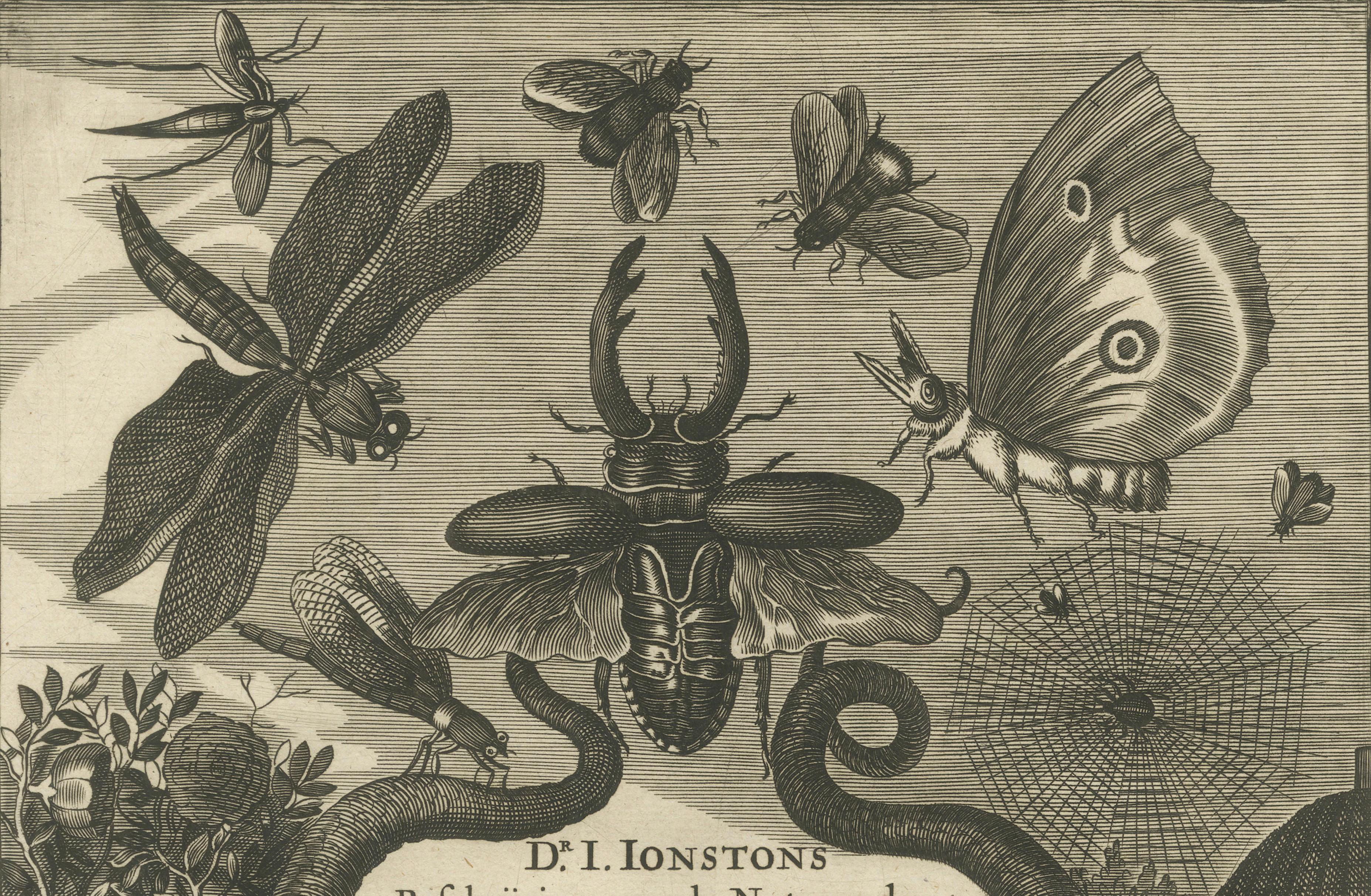 Natural History Title Page, Insects & Serpents, Jan Jonston, Amsterdam 1660