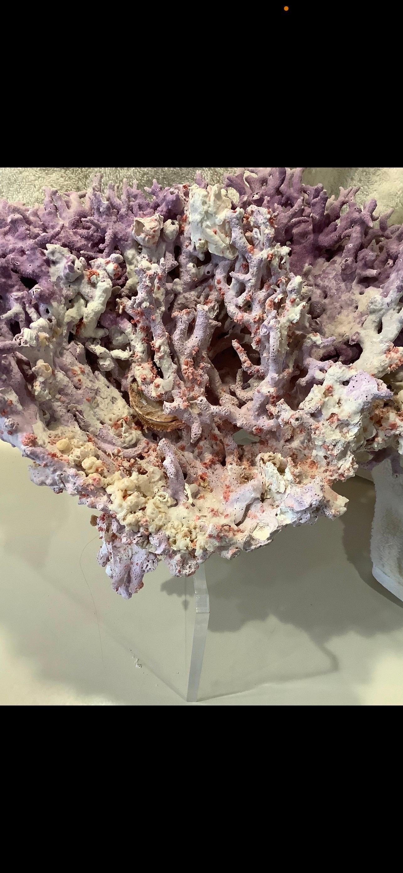 Rare Natural Purple/Lavender/White And Pink Coral.
Offered is a highly unusual naturally occurring multi-colored purple/lavender/white and pink coral together with fossils attached in various places.
There's a large spray of purple coral across the
