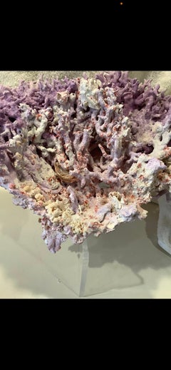 Natural Lavender/ Purple Coral