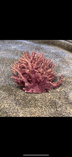Natural Lavender/ Purple Coral