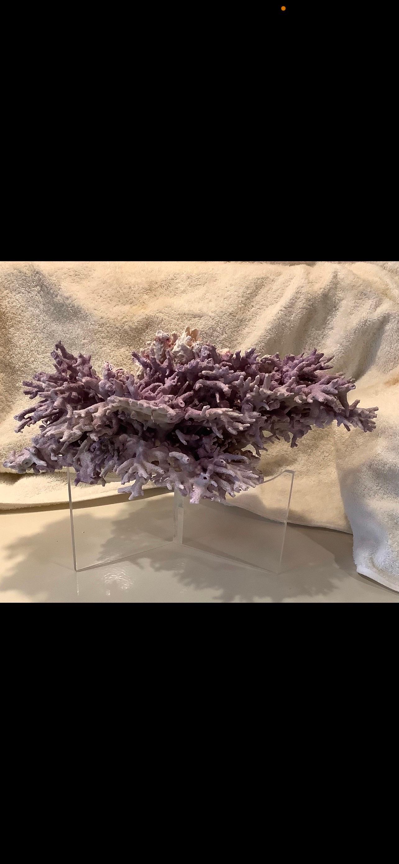 Pacific Islands Natural Lavender/ Purple Coral For Sale