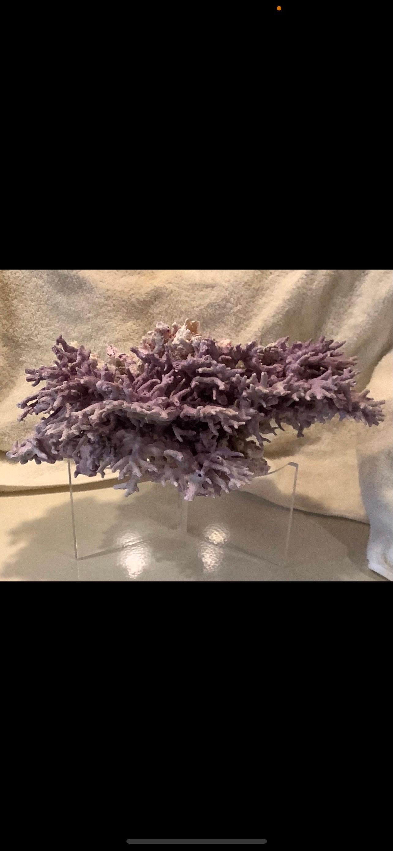 Natural Lavender/ Purple Coral For Sale 1