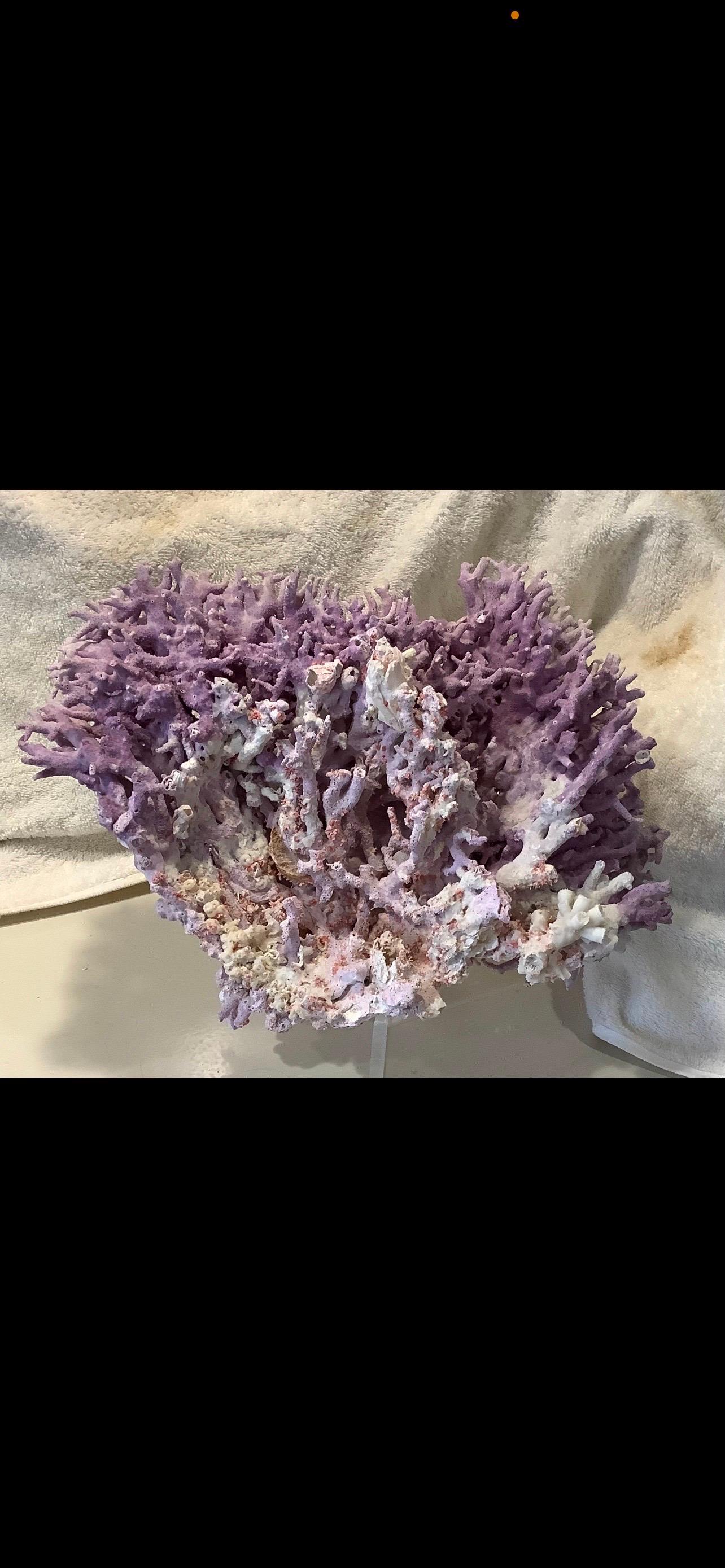 Natural Lavender/ Purple Coral For Sale 2