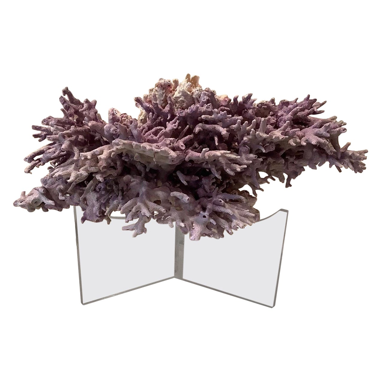 Lavande naturelle/ Corail violet