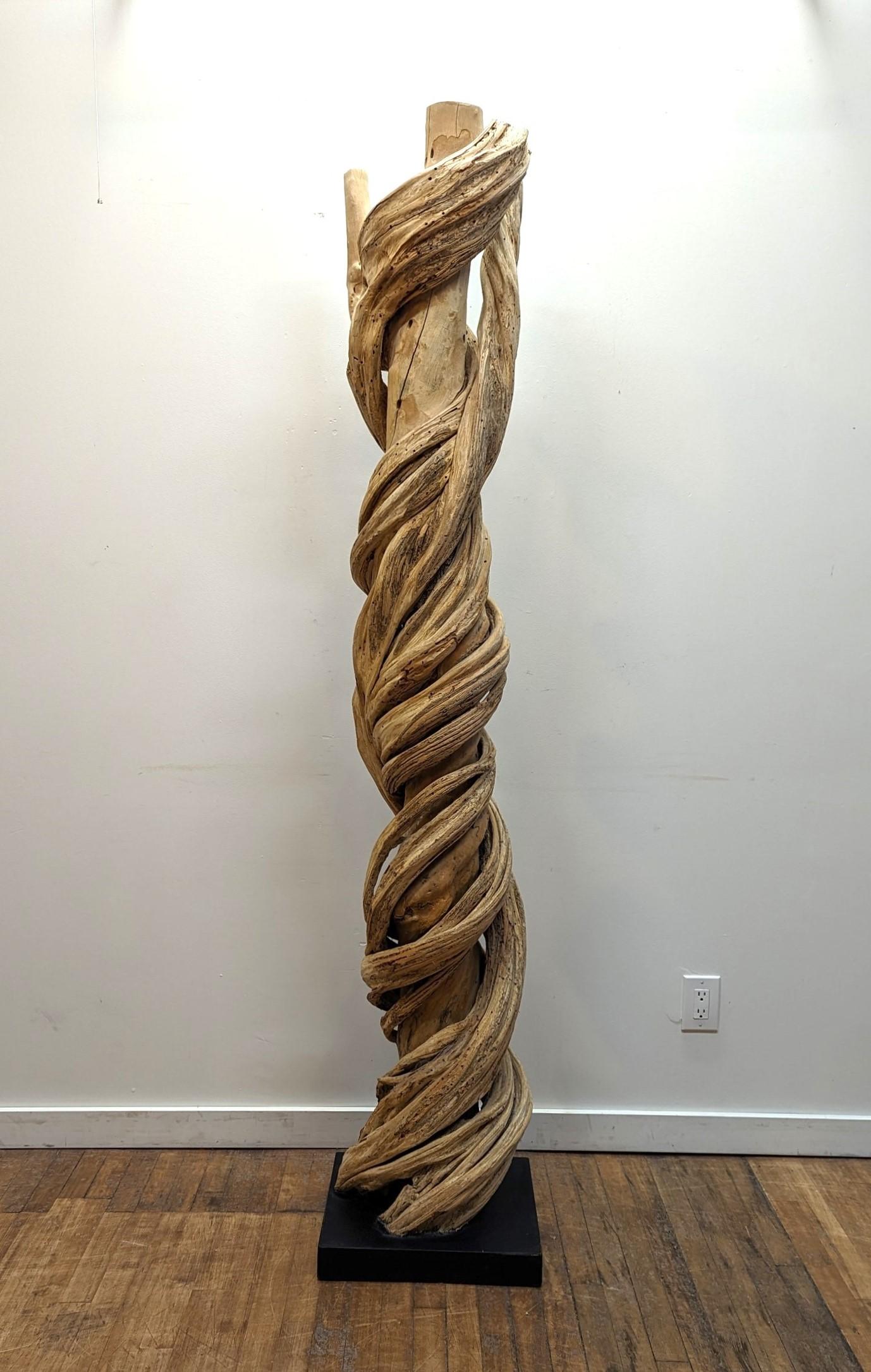 Beautiful natural Liana vine sculpture surrounding Acacia tree.  Organic   naturally occurring Liana vine growth coiled around an Acacia tree.  Naturally weathered recovered from fallen trees in Rainforest of  Northen Thailand.  Cleaned, cured