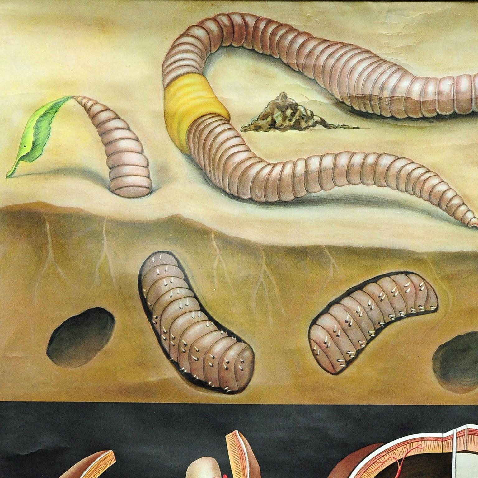 A naturalistic pull-down vintage wall chart by the artists Jung-Koch-Quentell depicting the cute earthworm. Used as teaching material in German schools. Colorful print on paper reinforced with canvas. Published by Hagemann,