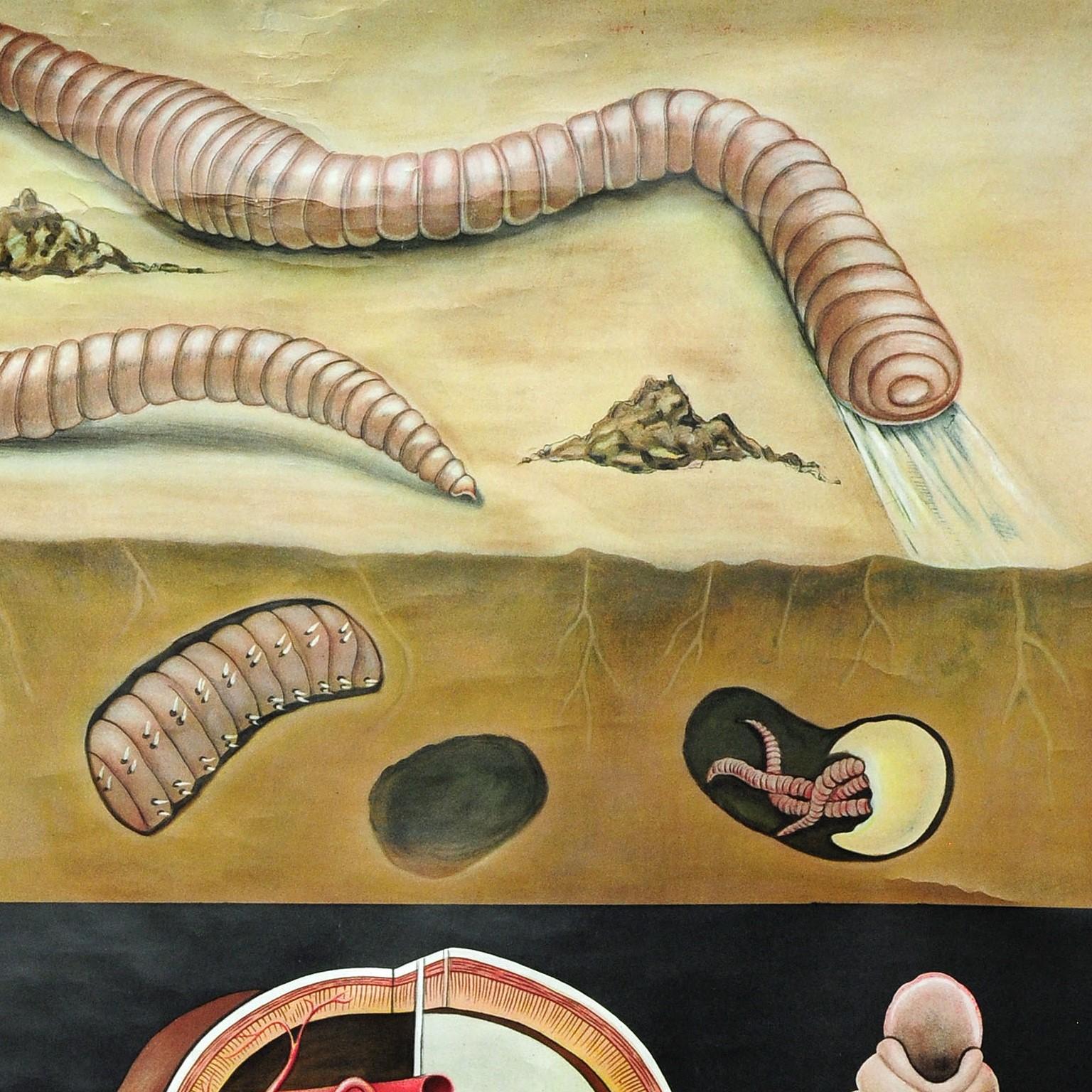 Country Natural Life Art Print by Jung Koch Quentell Earthworm Lumbricidae Wall Chart For Sale