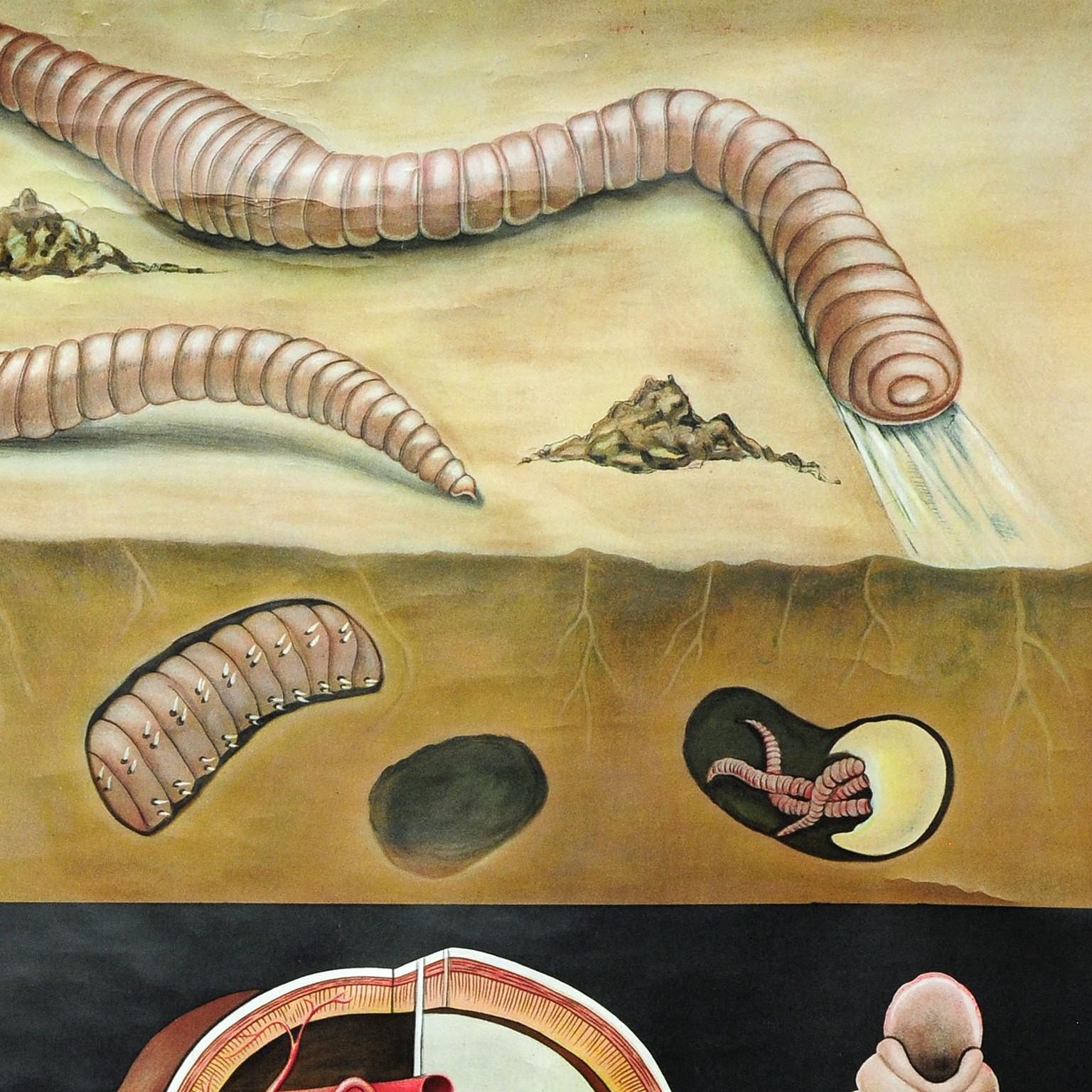 Country Stampa d'arte sulla vita naturale di Jung Koch Quentell Grafico da parete del lombrico Lumbricidae in vendita