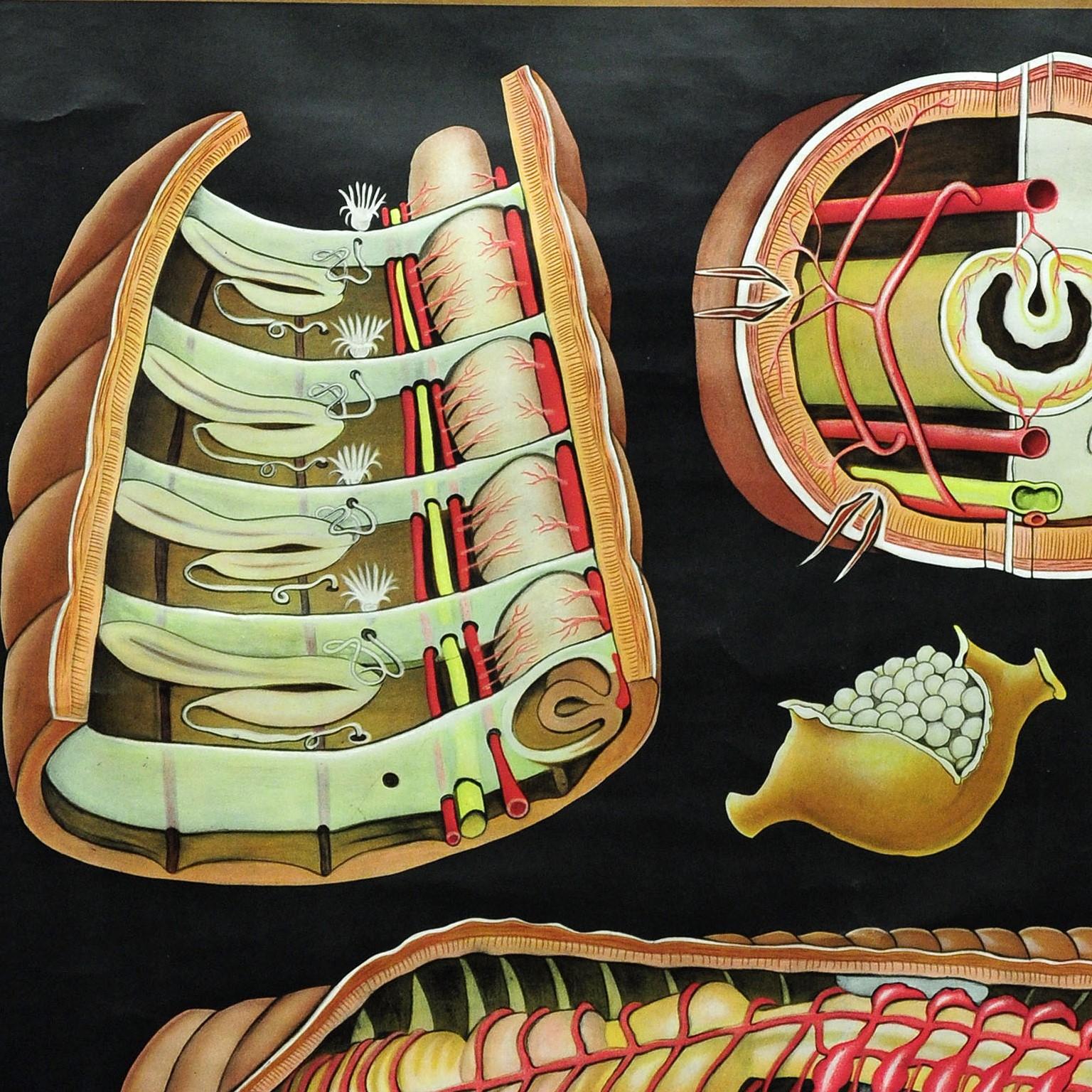 German Natural Life Art Print by Jung Koch Quentell Earthworm Lumbricidae Wall Chart For Sale