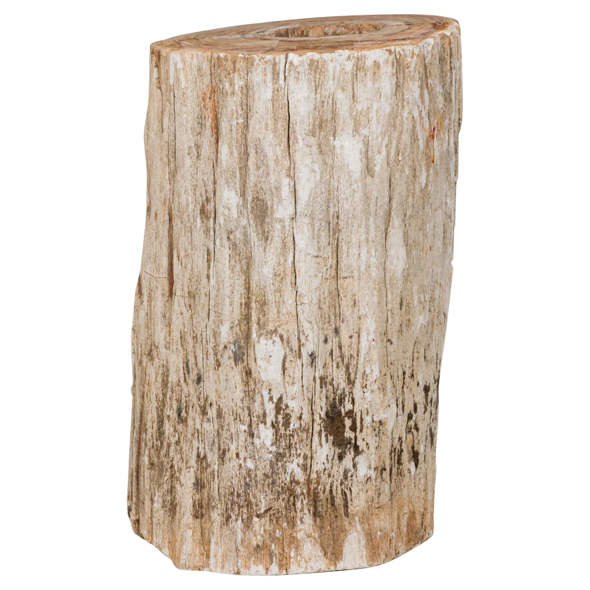 Natural Live Edge Petrified Wood Stump