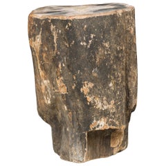 Natural Live Edge Petrified Wood Stump
