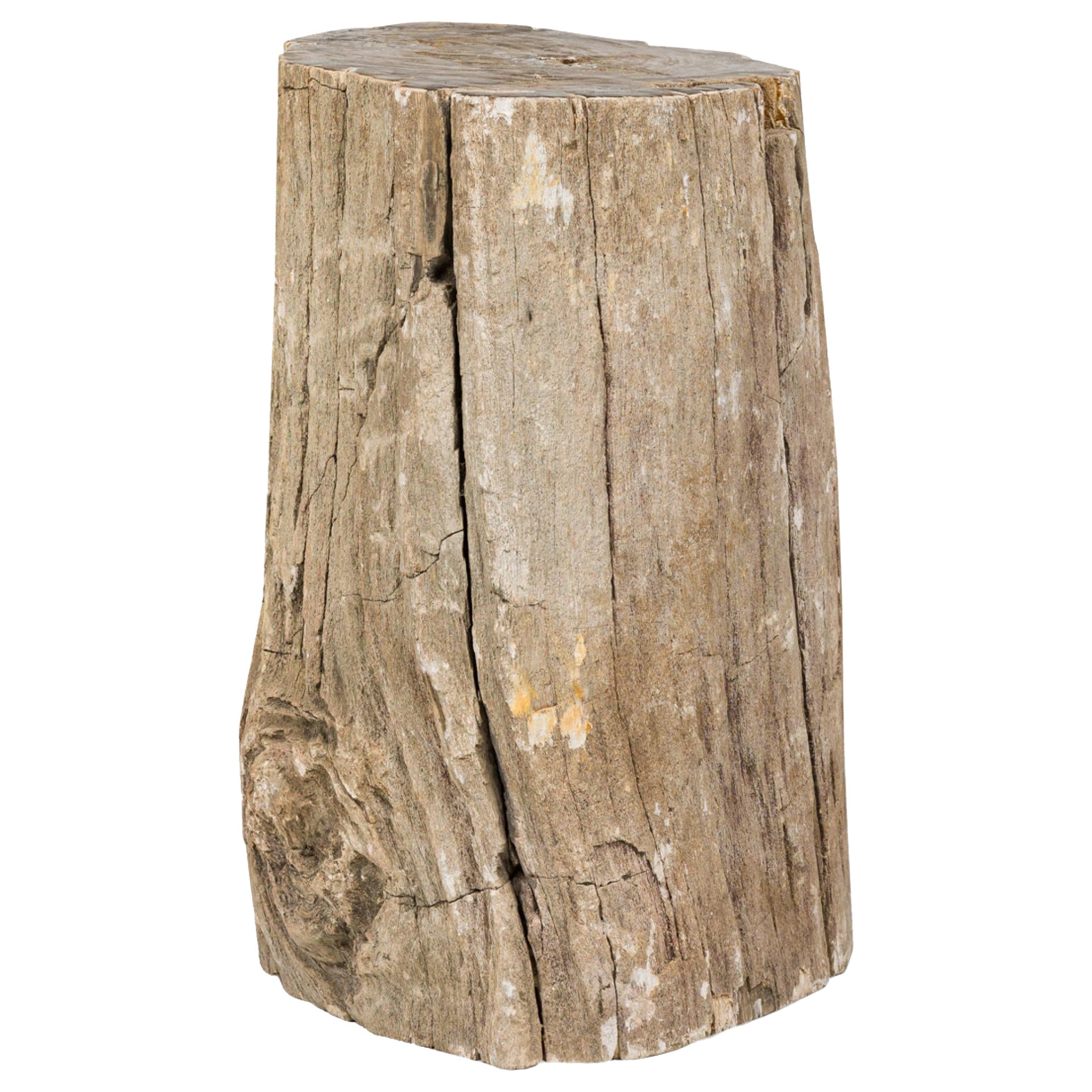 Natural Live Edge Petrified Wood Stump