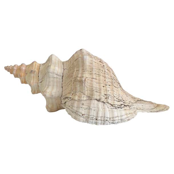 Natural Long Conch Shell For Sale at 1stDibs | spiky conch shell