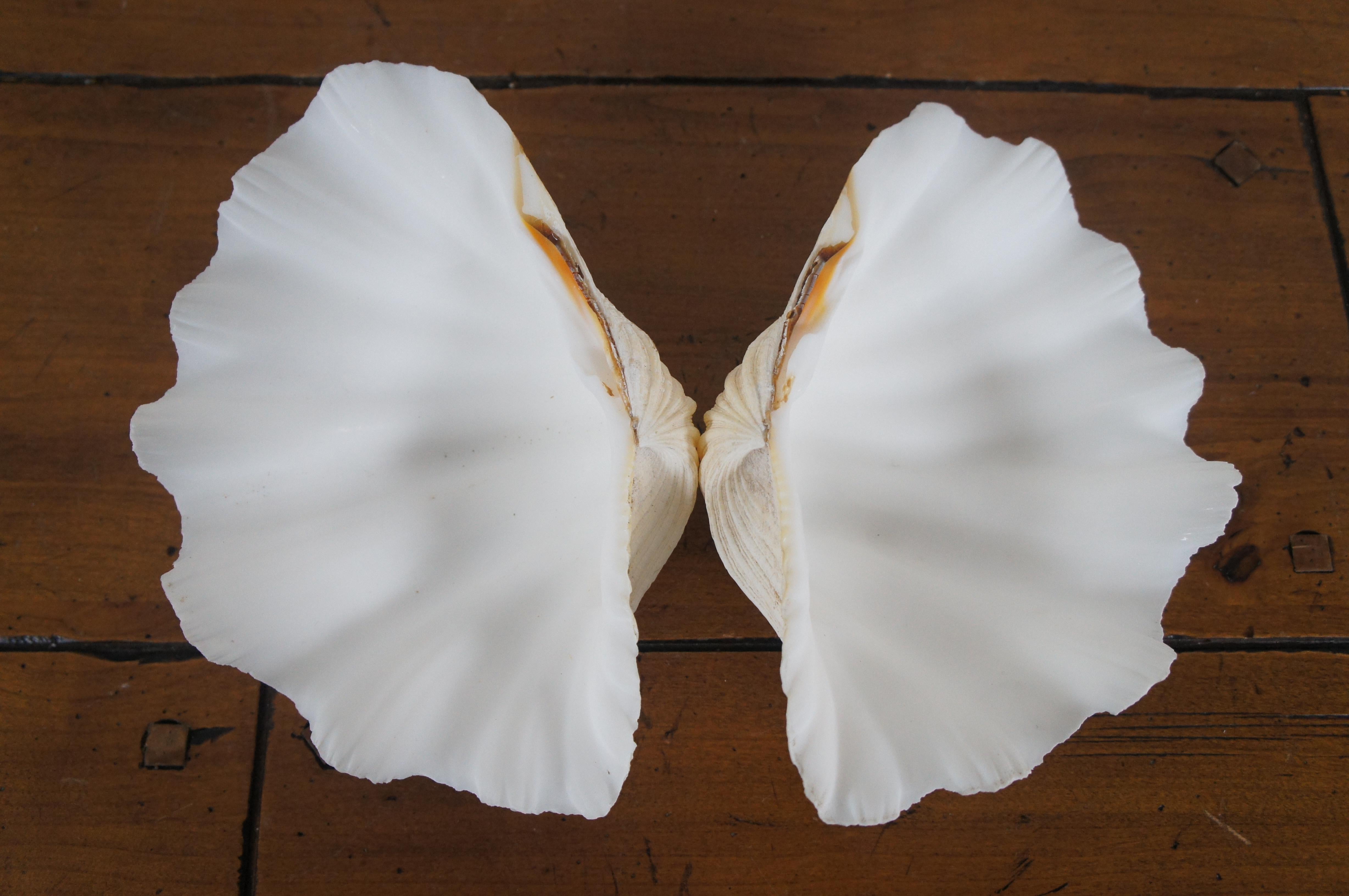 Natural Matching Pair Whole Complete Giant Clam Sea Shell Tridacna Gugas 10