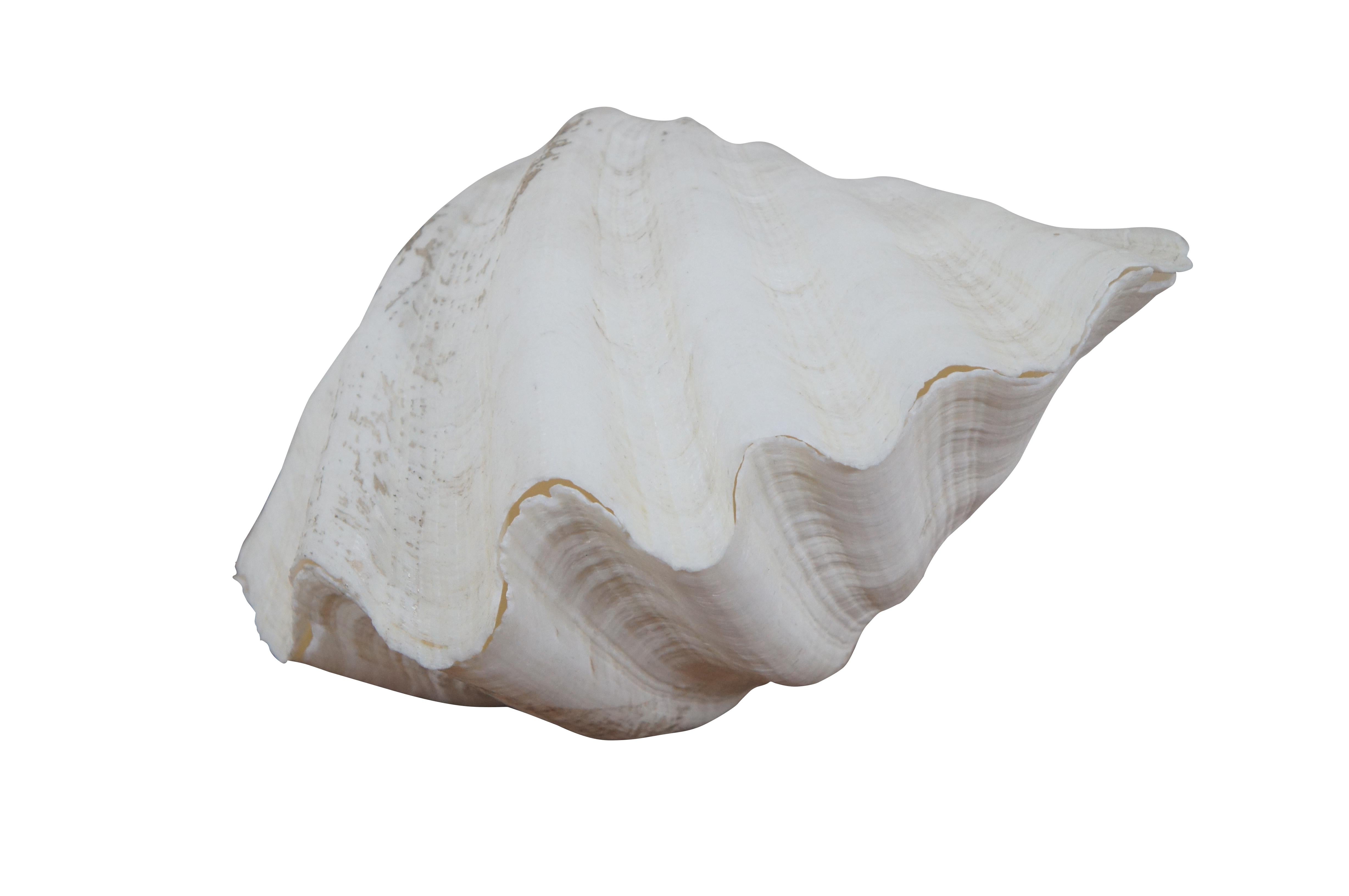 Beautiful complete natural specimen, Tridacna Gigantas / Giant Clam shell / fossil featuring matching top and bottom halves. White in color. Seven folds.  Nautical, Maritime, beach decor.

