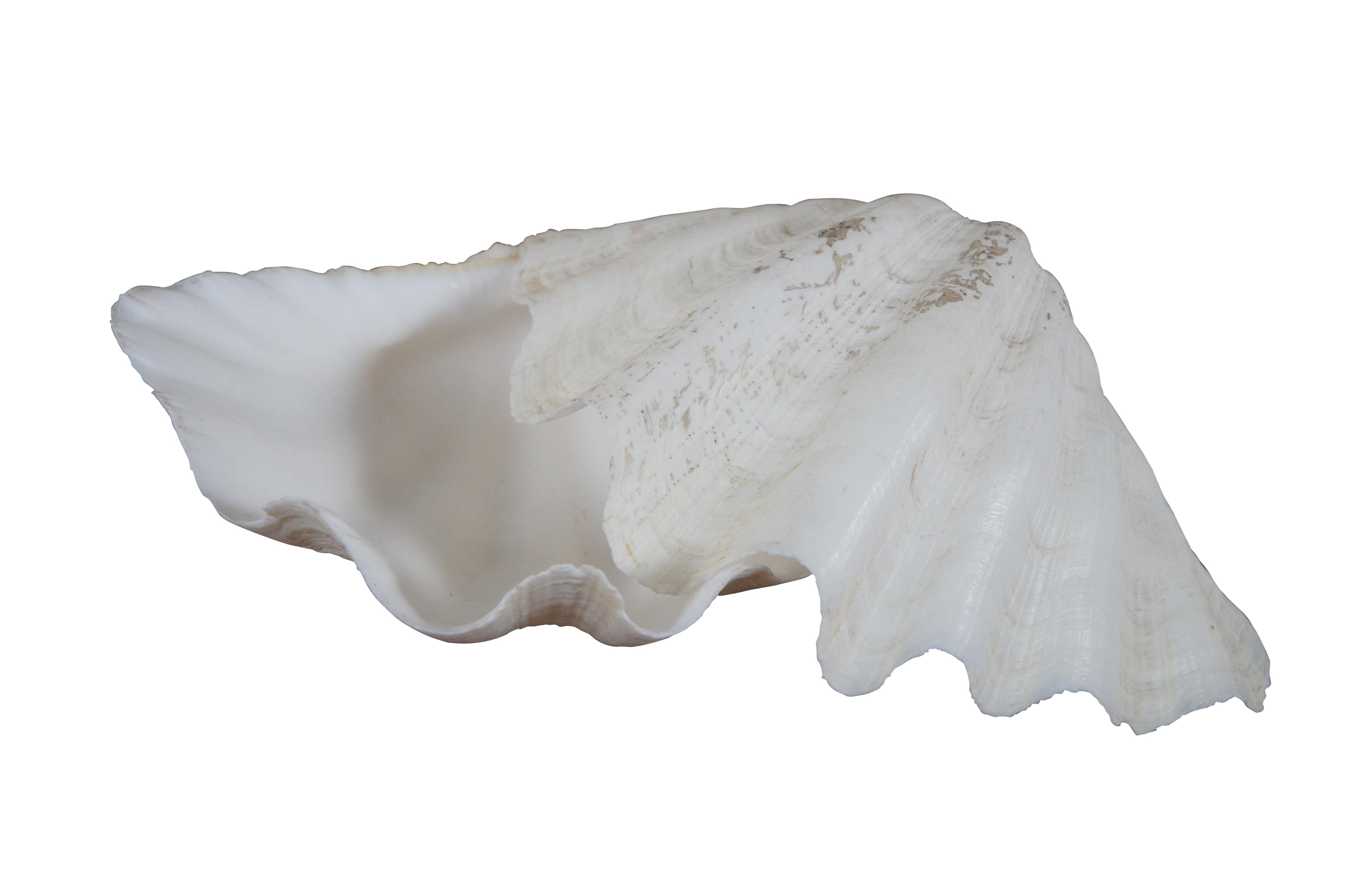 giant clam shell price philippines