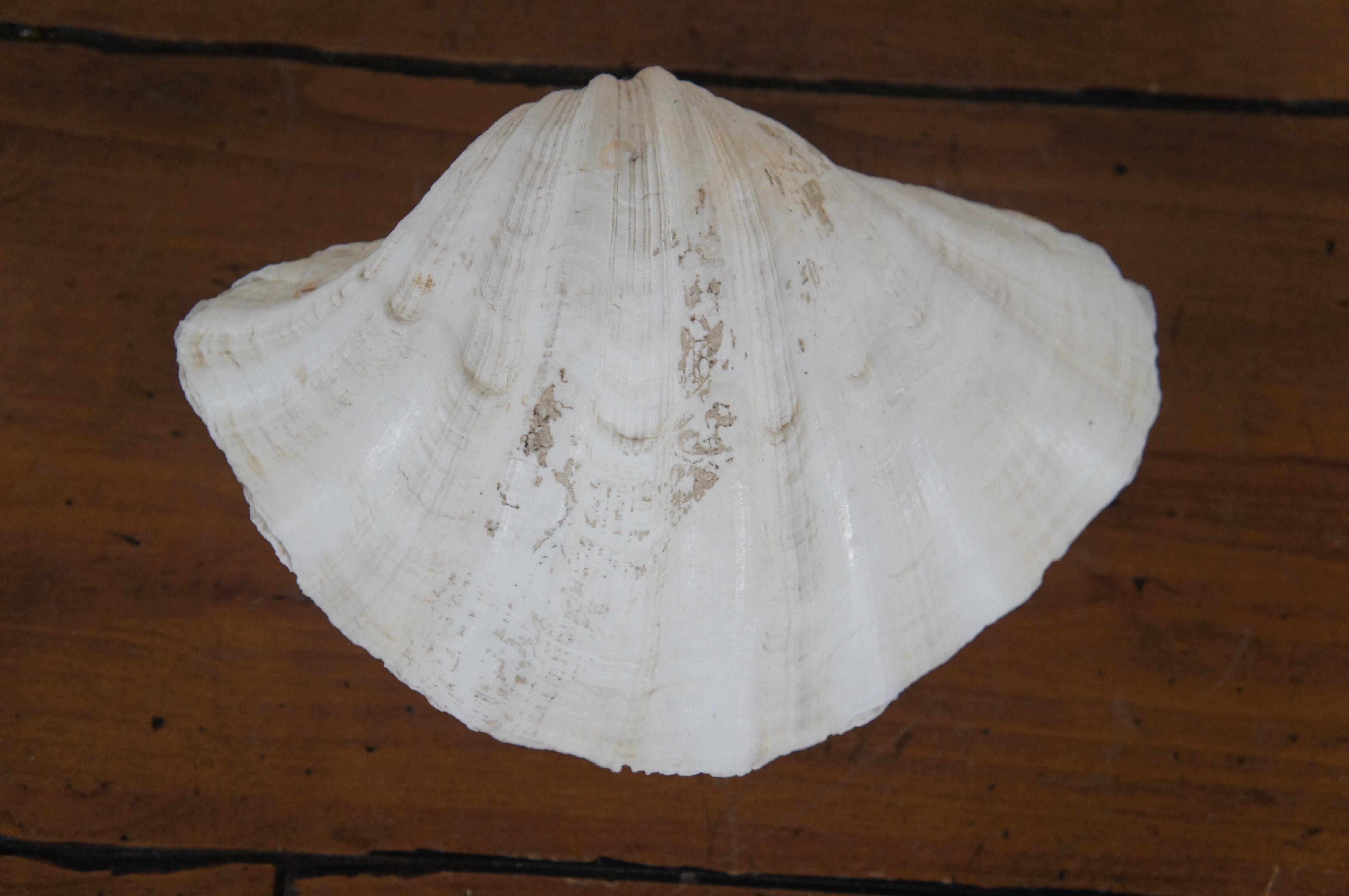 giant clam shell price philippines