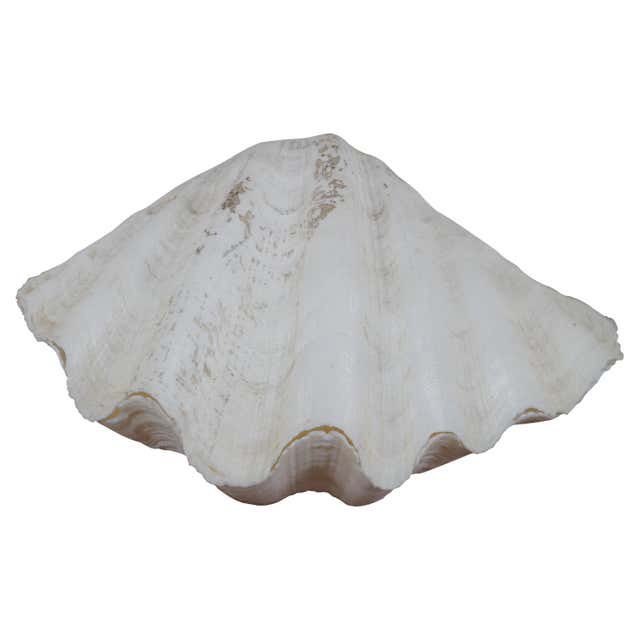 Large Natural South Pacific Giant Clam Shell Specimen at 1stDibs ...