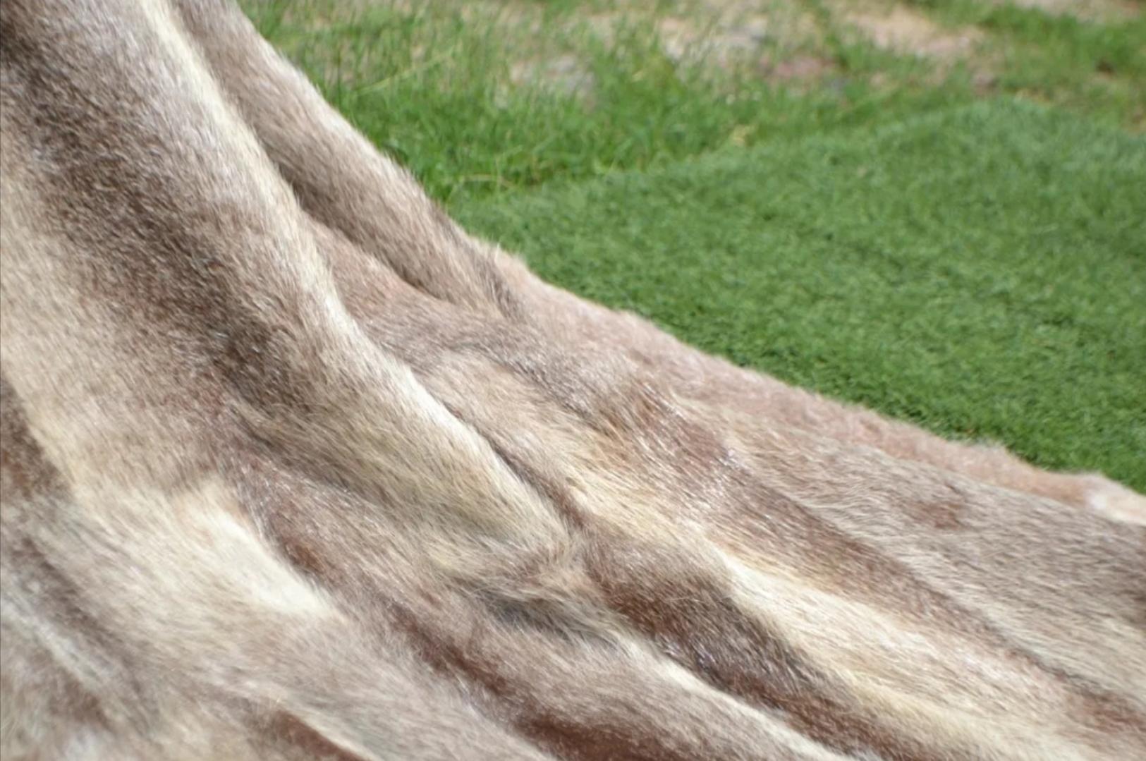 XXIe siècle et contemporain Couverture King Size en fourrure de castor Nature Nutria en vente