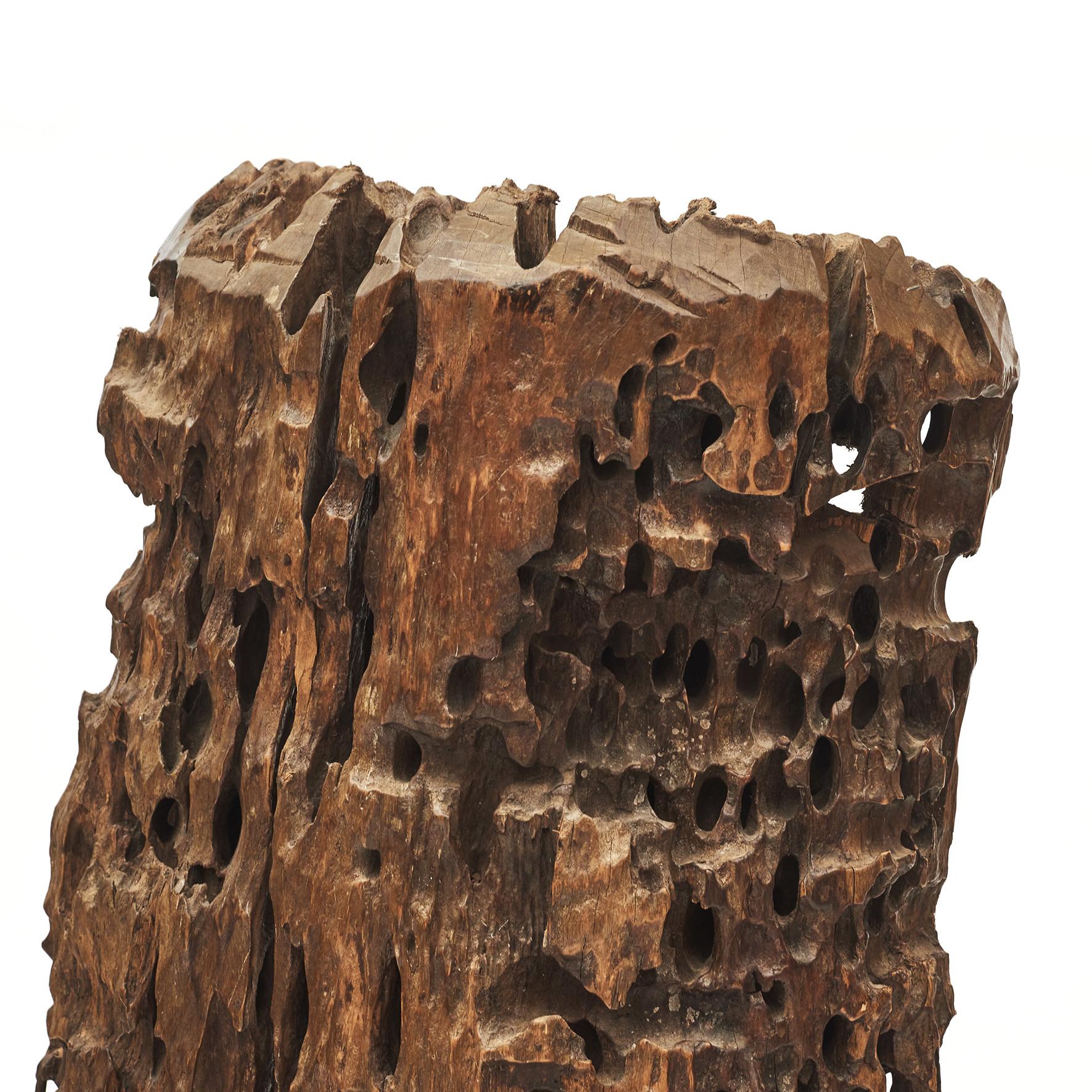 Natürliche natürliche organische Wurzelskulptur (Holz) im Angebot