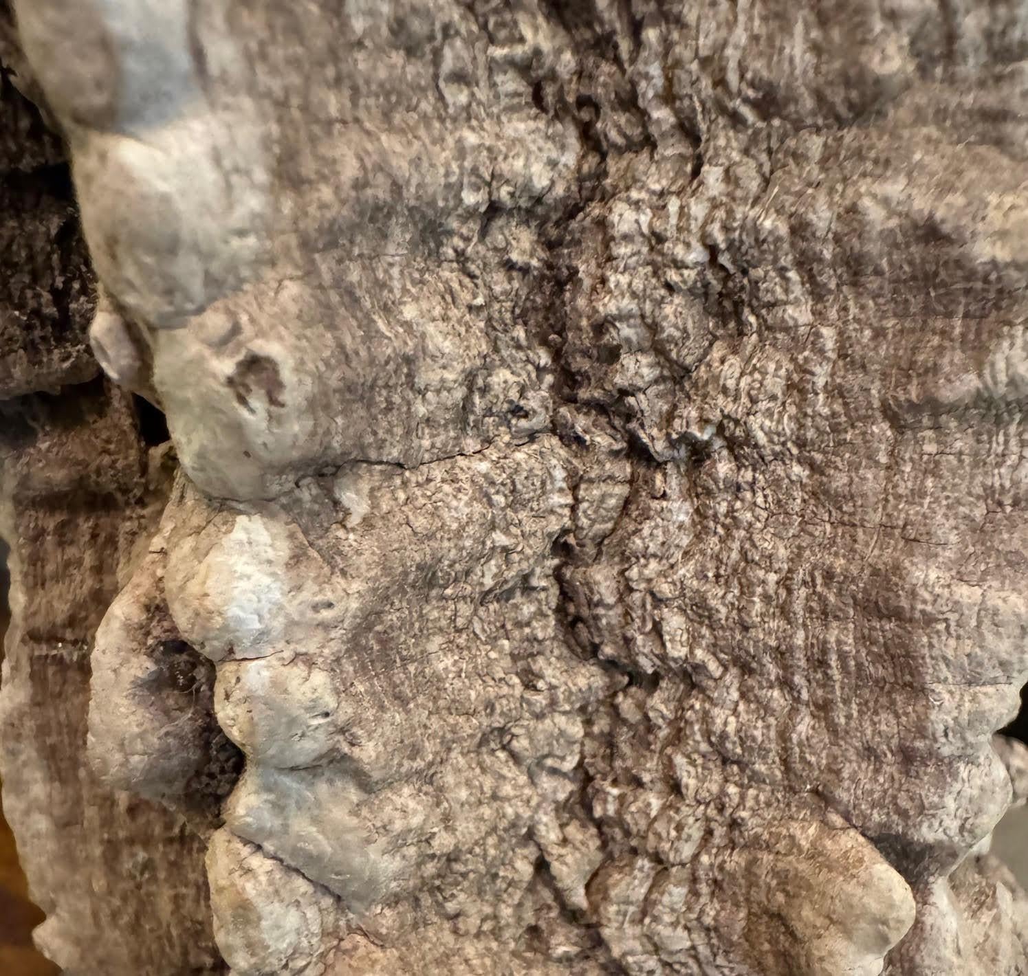 Natural Pair Carved Wood Column Organic Shaped Lamps, Thailand, Mid Century In Good Condition In New York, NY