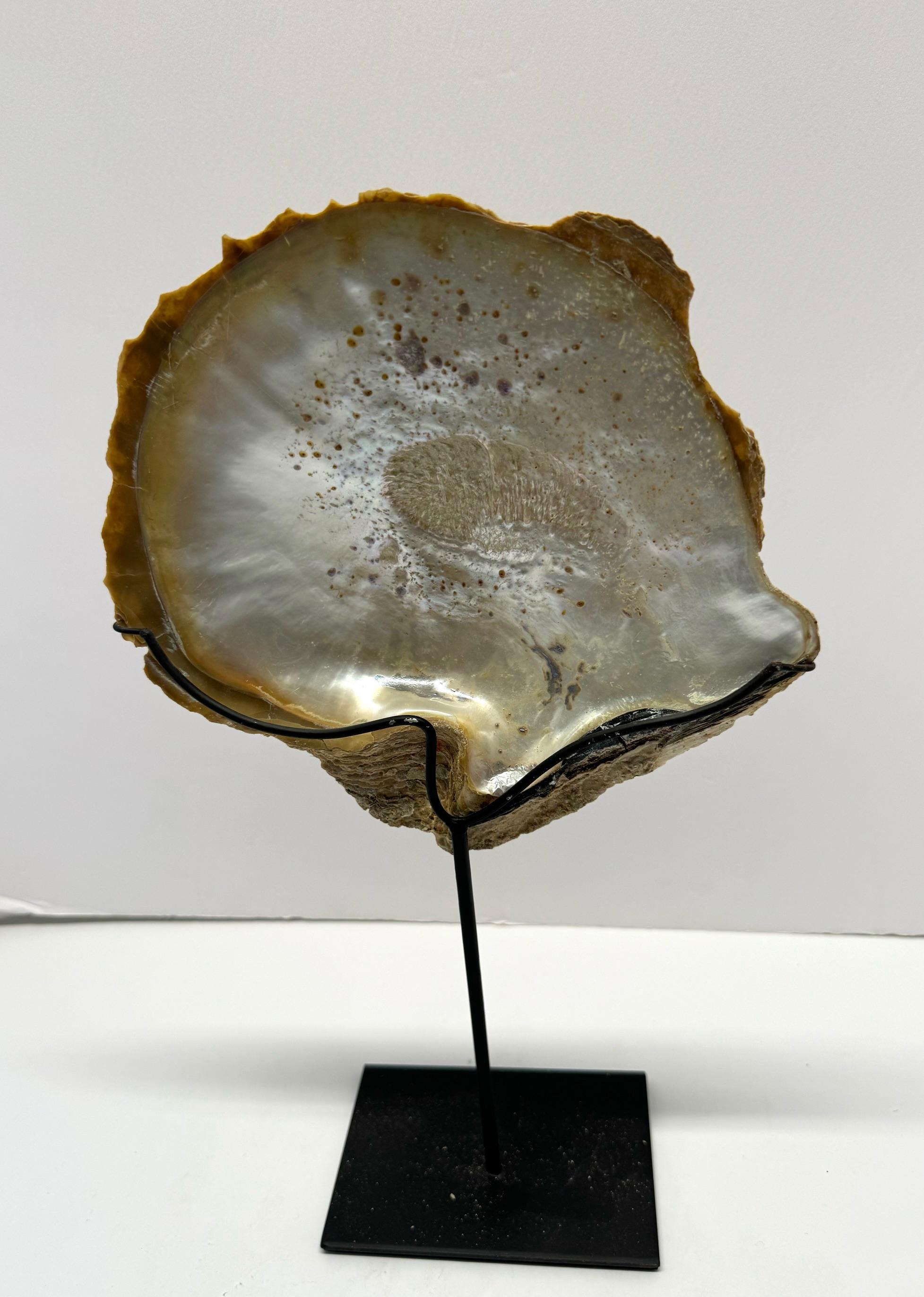 Ensemble de deux sculptures en forme de coquille d'huître à la patine naturelle, Indonésie, Contemporary Neuf - En vente à New York, NY