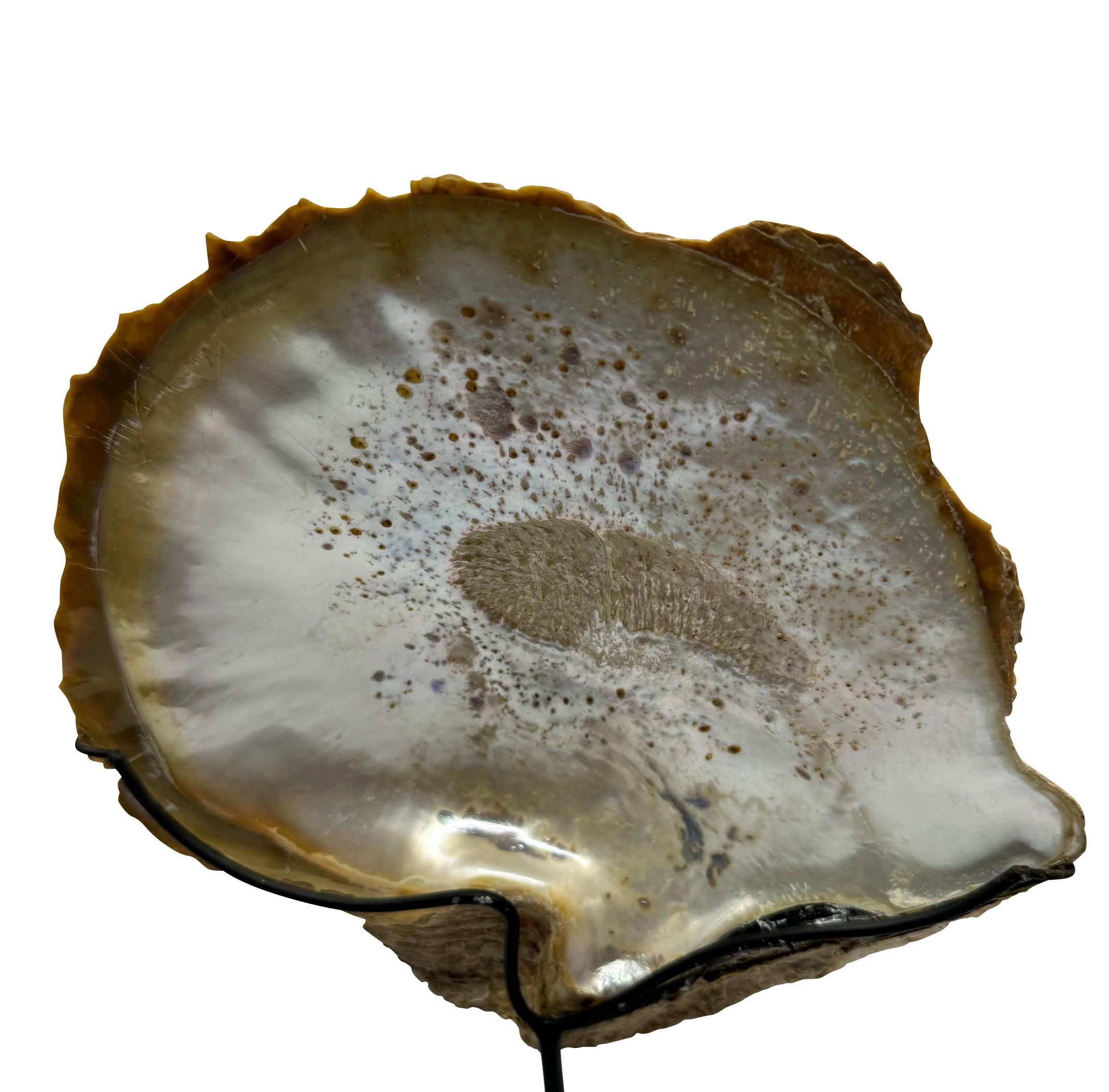 XXIe siècle et contemporain Ensemble de deux sculptures en forme de coquille d'huître à la patine naturelle, Indonésie, Contemporary en vente