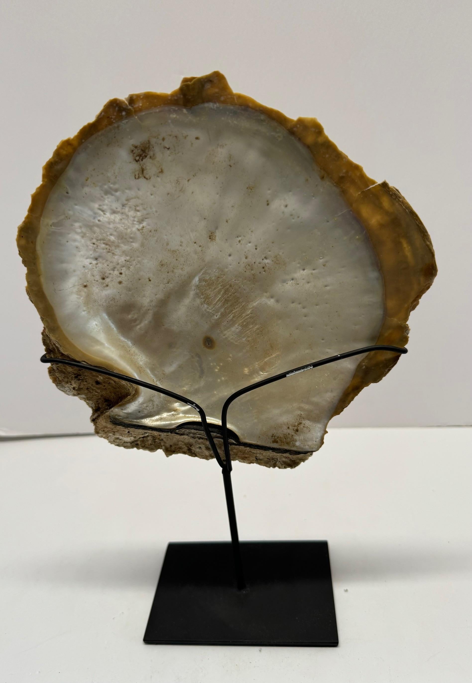 Ensemble de deux sculptures en forme de coquille d'huître à la patine naturelle, Indonésie, Contemporary en vente 1