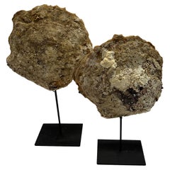 Conjunto De Dos Esculturas De Concha De Ostra, Pátina Natural, Indonesia, Contemporáneo