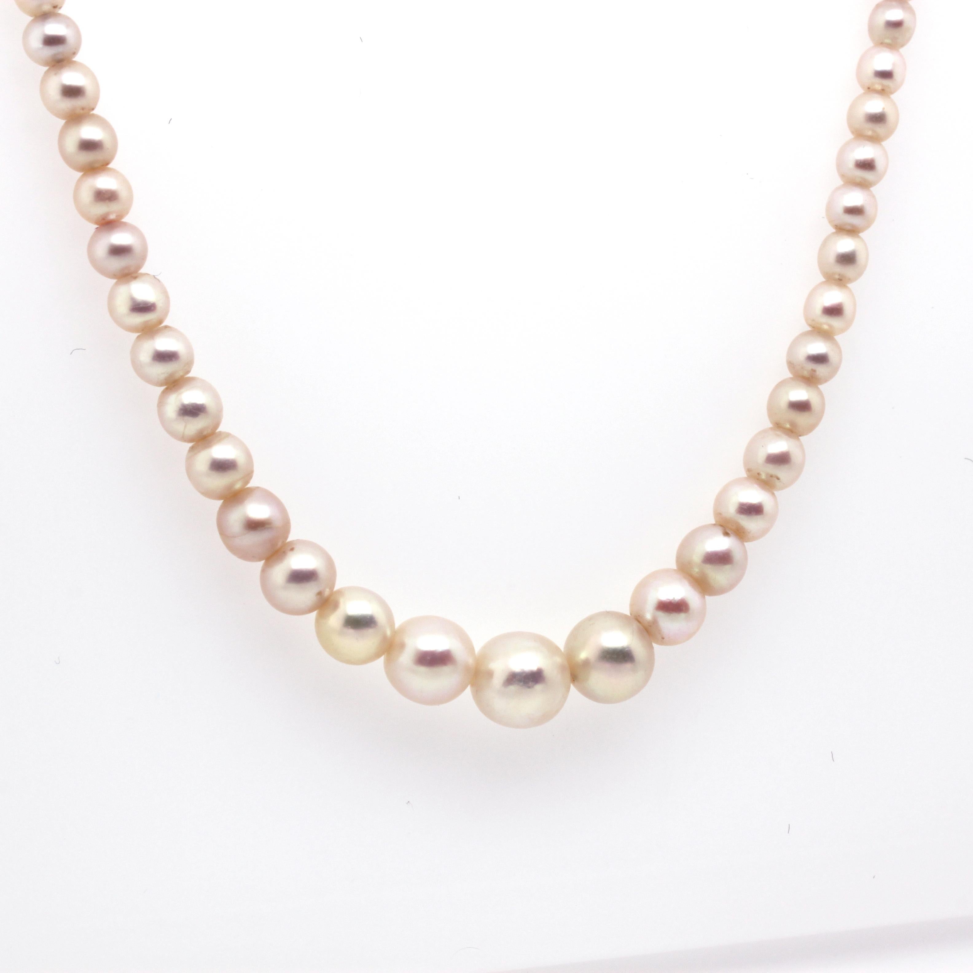 basra pearls price