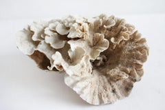 Natural Petite Lace Real Coral