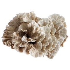 Natural Petite Lace Real Coral