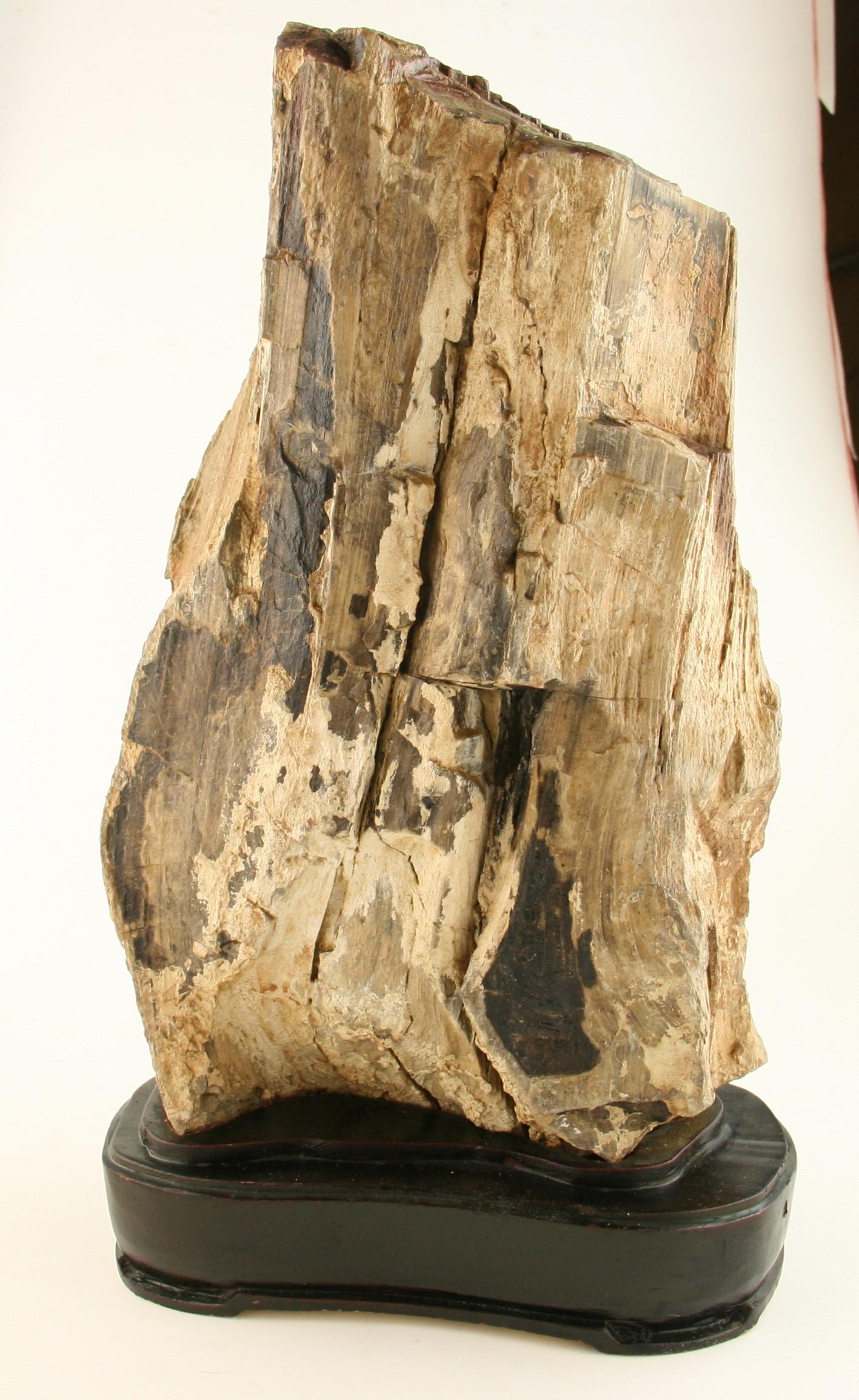 8-238 Earth tone unpolished petrified wood set on a custom wood base as a sculpture showing all the texture of the original wood.