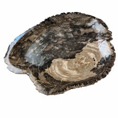 Natural Petrified Wood Centerpiece 16"