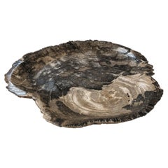 Natural Petrified Wood Centerpiece 16"
